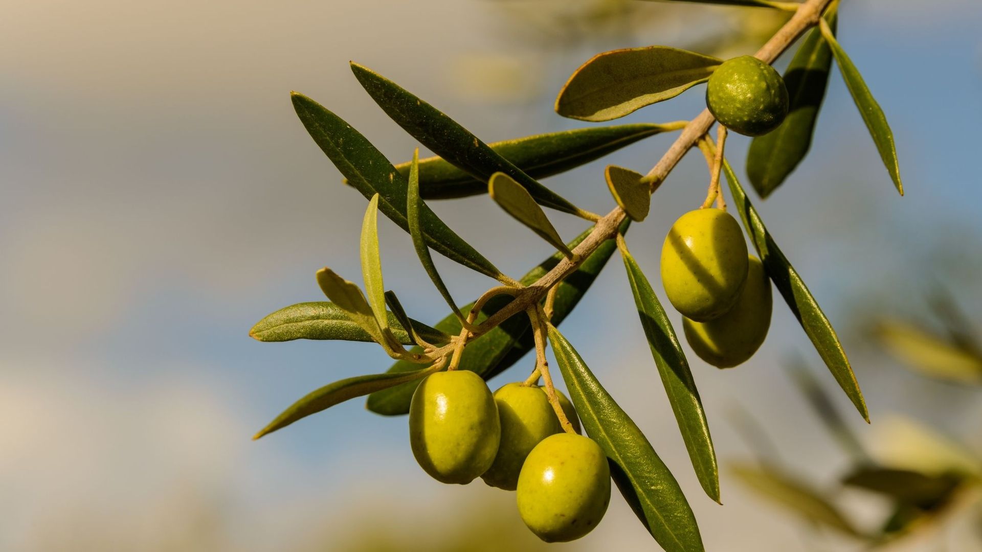 L’olive pour les mains sèches.
