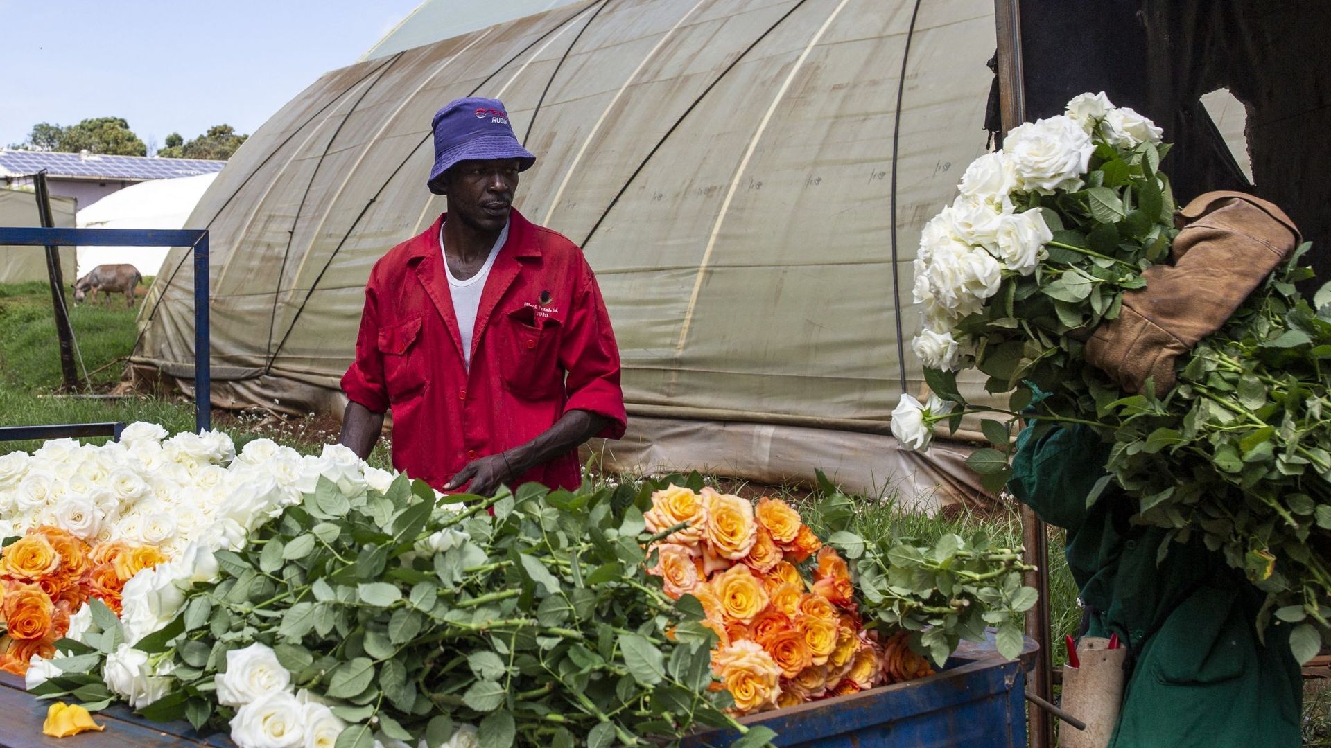 Quelque 3000 tonnes de roses sont exportées chaque semaine et, prochainement, ces cargos pourraient revenir au Kenya chargés de vaccins anti-Covid.