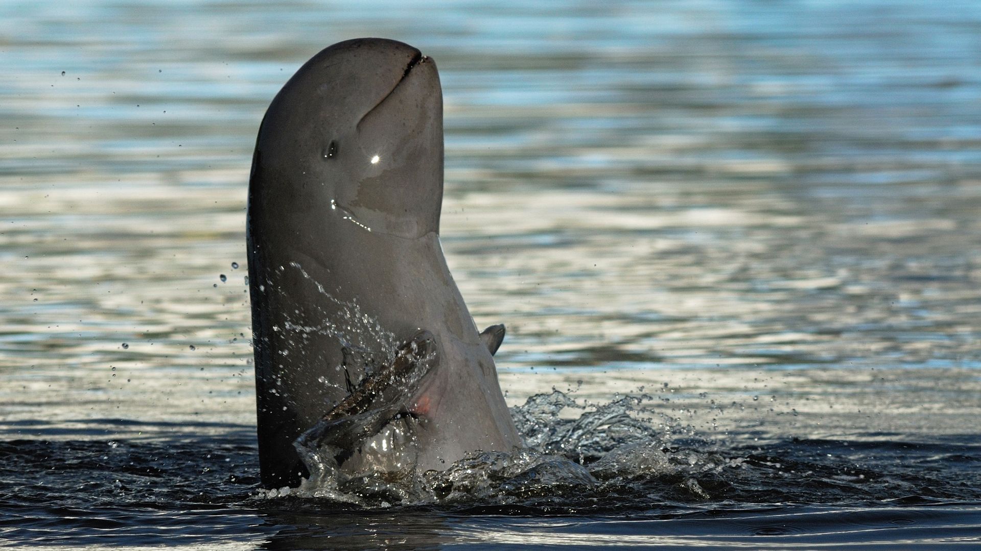 Le Cambodge abrite la plus grande population de dauphins de l’Irrawaddy, que l’on trouve également dans des cours d’eau et des lacs en Birmanie, Indonésie, Inde et Thaïlande.