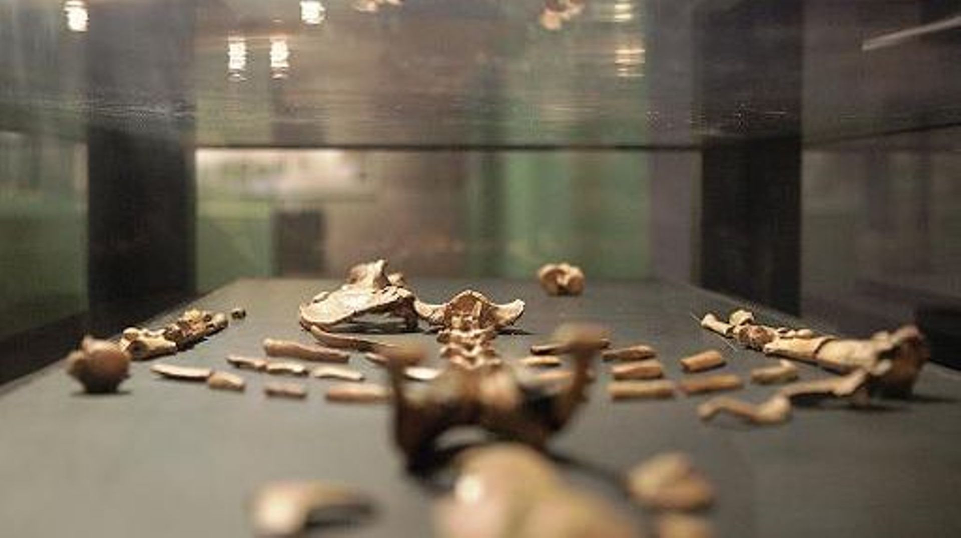 Reproduction du squelette de Lucy au musée national d'Ethiopie, à Addis-Abeba, le 3 décembre 2014 
