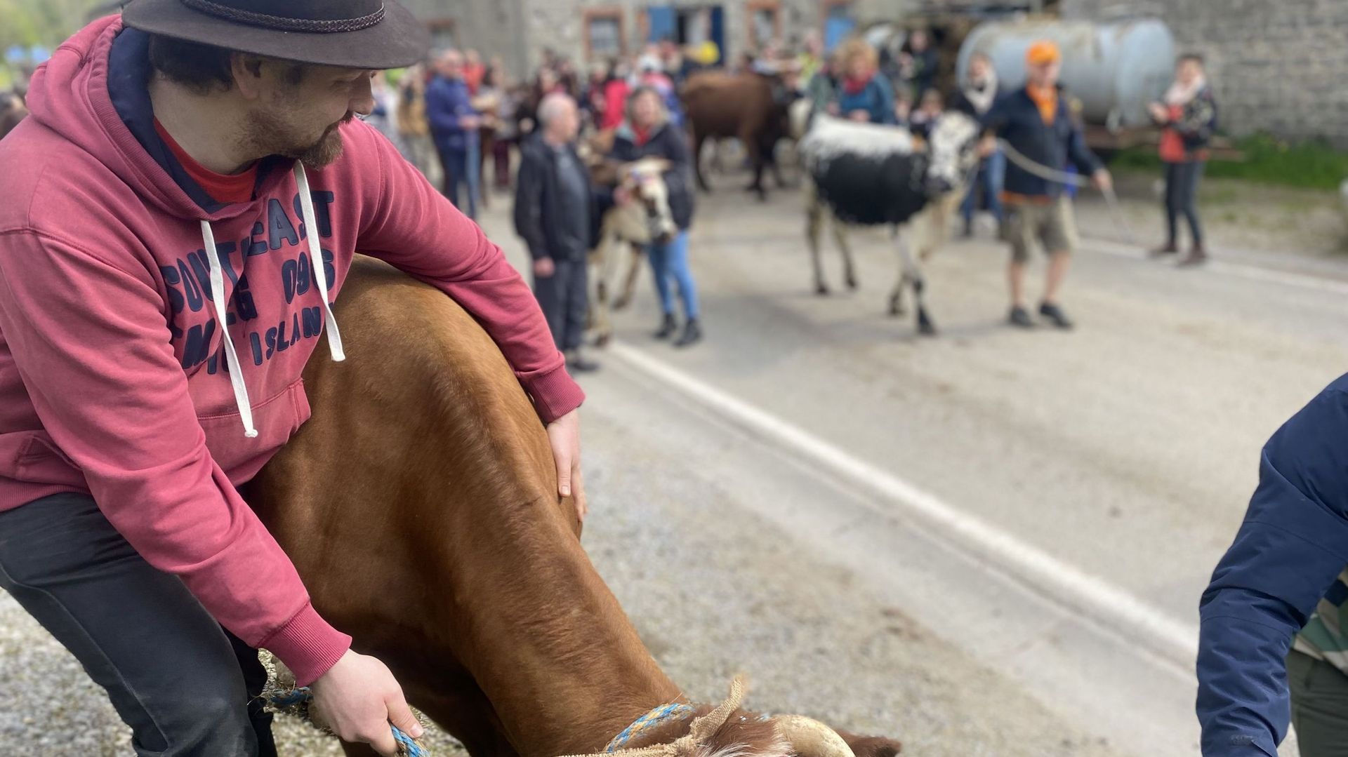 La transhumance démarre accompagnée des dizaines de marcheurs
