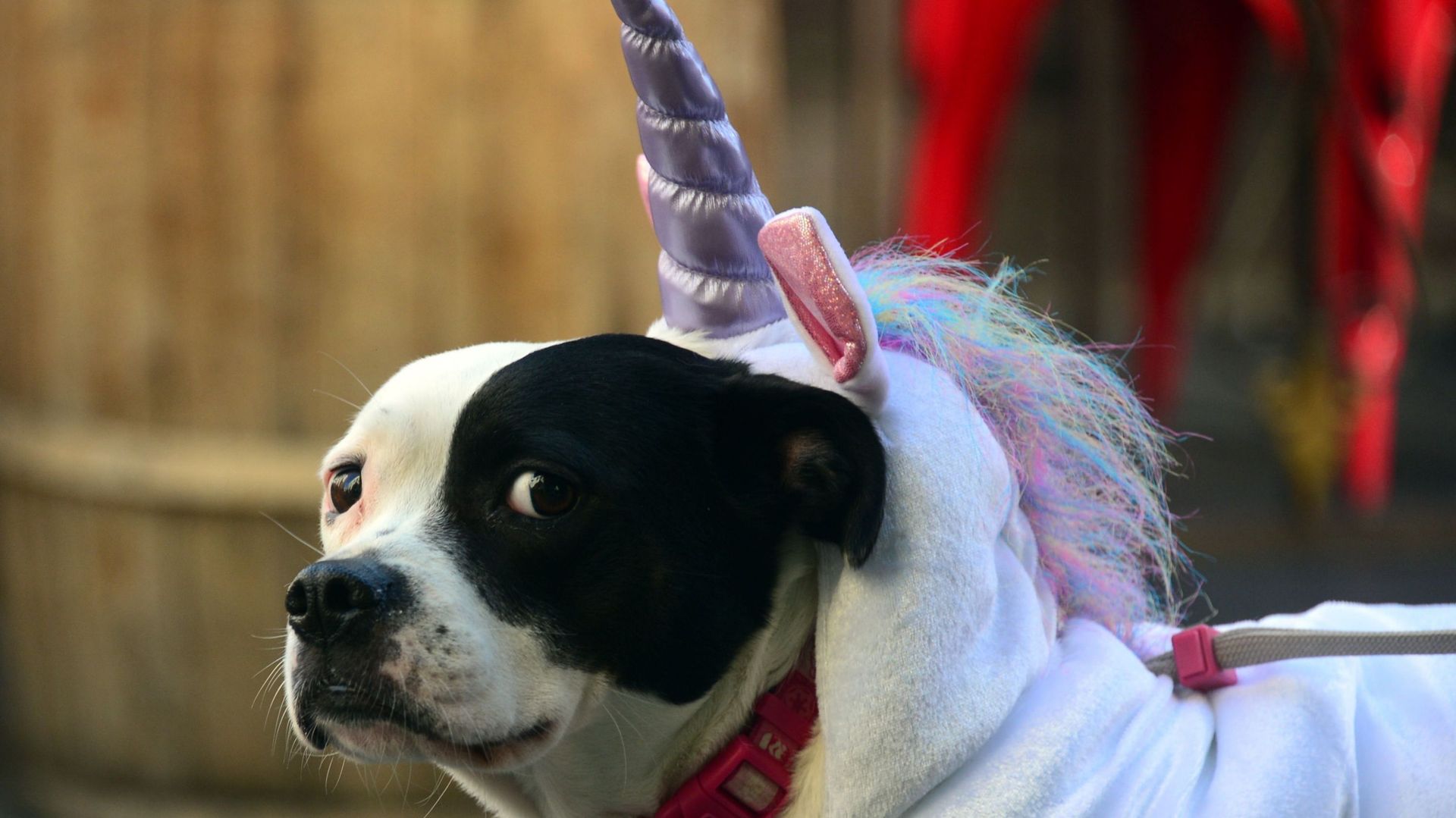 Halloween: aux USA, on dépense 350 millions en costumes pour animaux