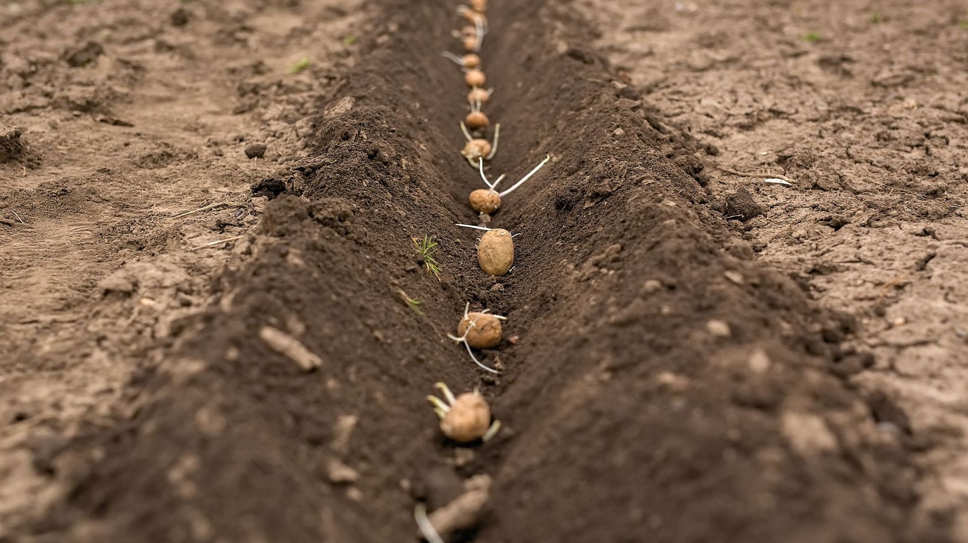 Pour la plantation des pommes de terre, plutôt que de creuser un trou pour chaque tubercule, il est aussi possible de créer un sillon en employant le buttoir, cet outil à manche composé de deux petits socs.