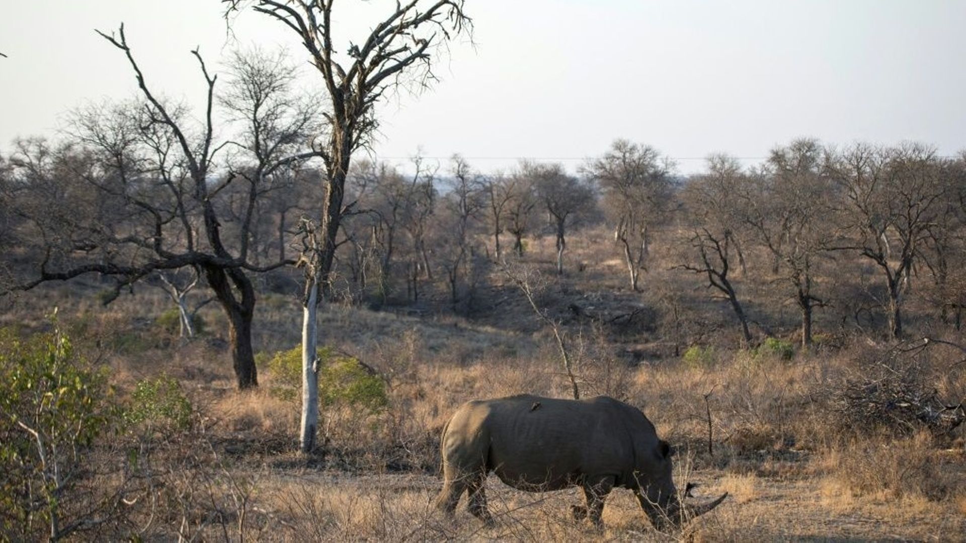 Un rhinocéros blanc au parc Kruger en août 2018 en Afrique du Sud