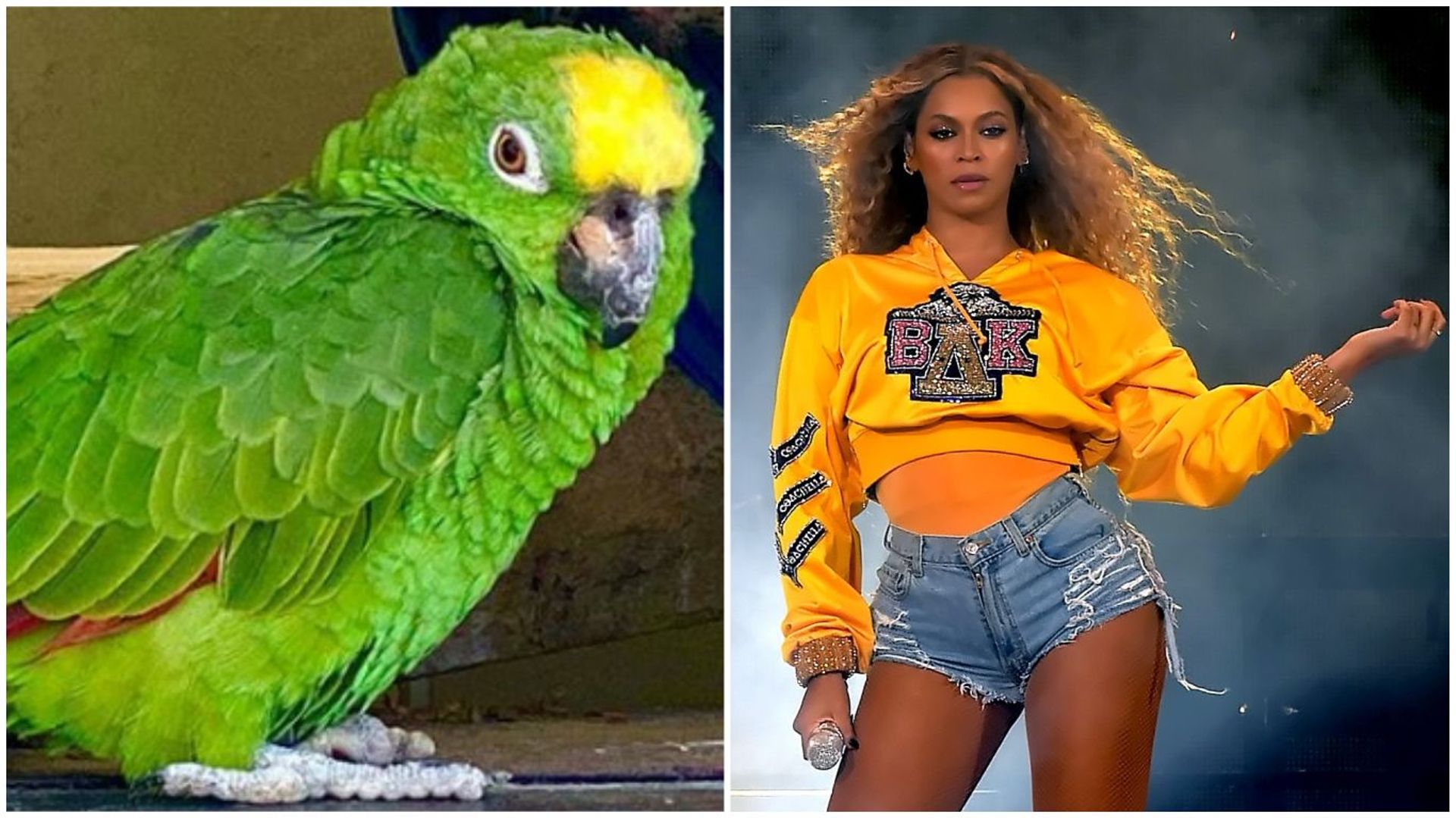 Un perroquet devient la star des réseaux sociaux en chantant du Beyoncé