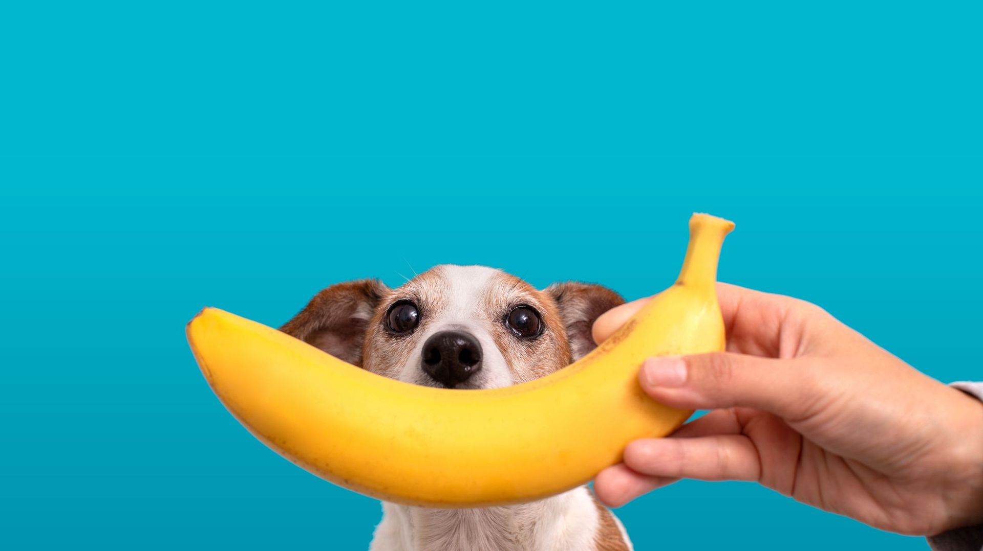 Confinement : 5 bonnes nouvelles pour avoir la banane en cette fin de semaine