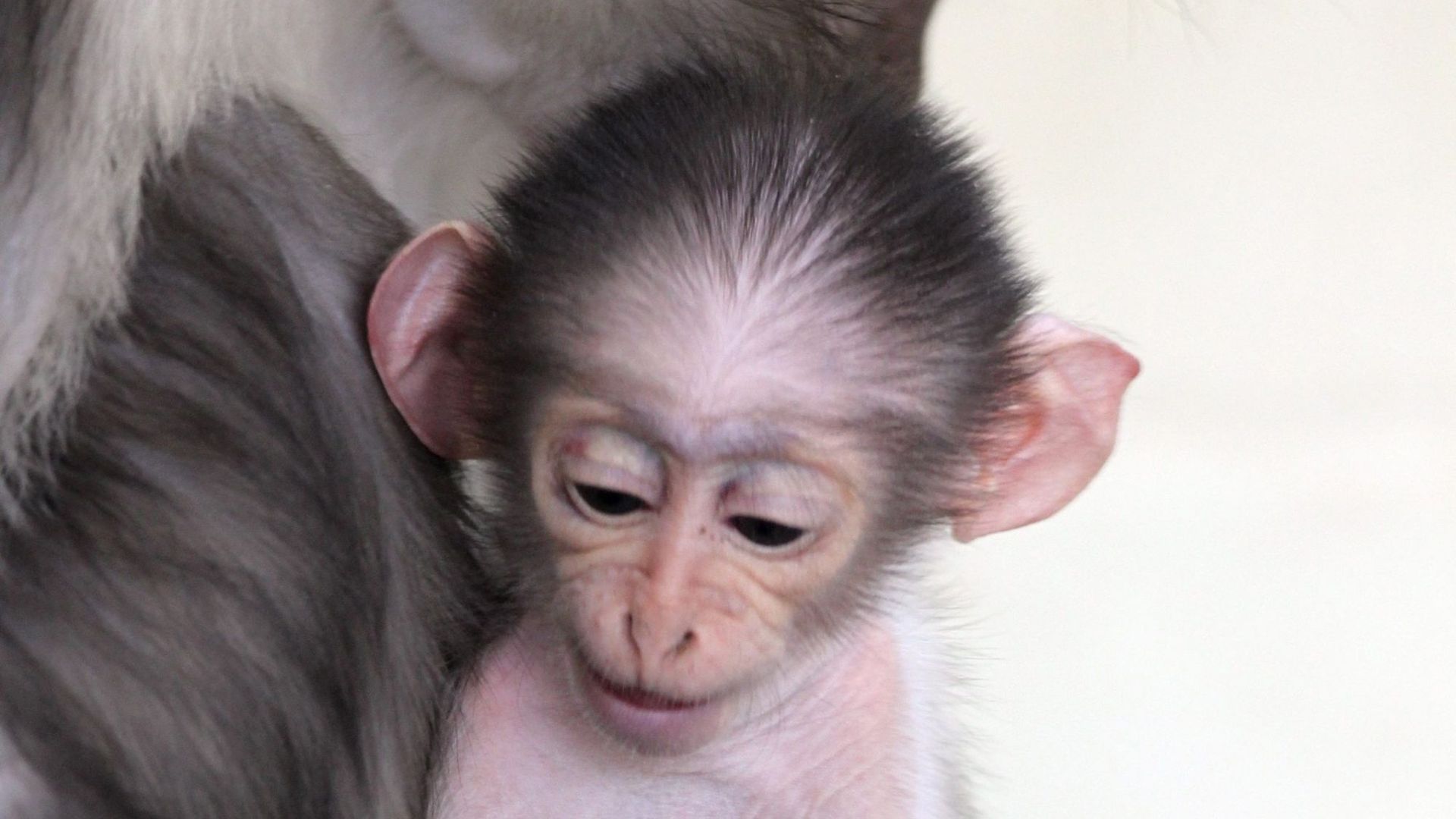 Moment Tendresse Un Bebe Ouistiti Prend Son Premier Bain Rtbf Be