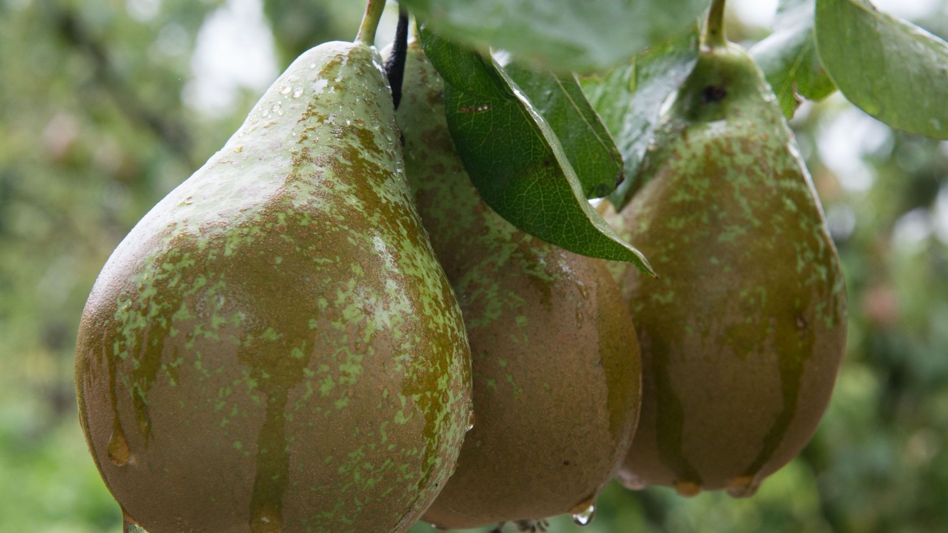 Réponse belge au boycott de la Russie: la vente de poires a doublé 