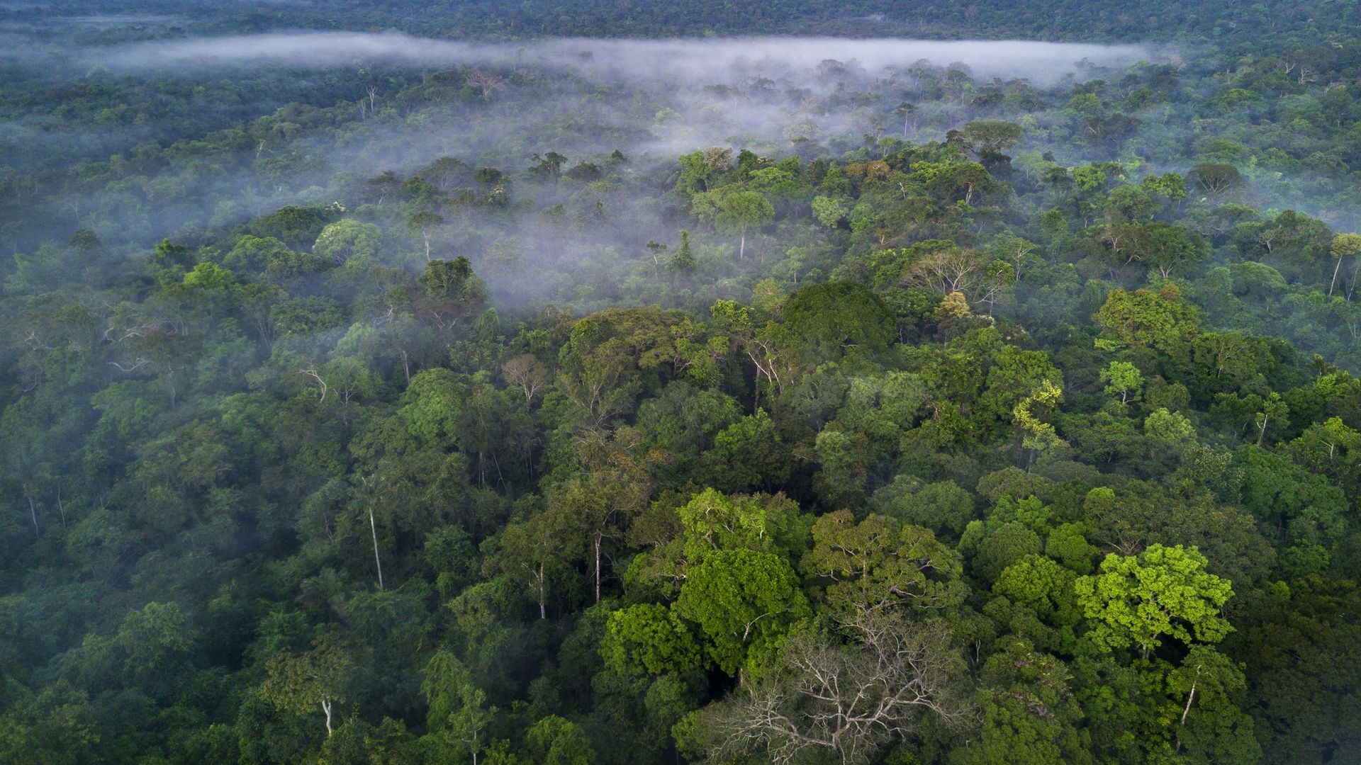 Avec le réchauffement climatique, les forêts tropicales pourraient relâcher du carbone.