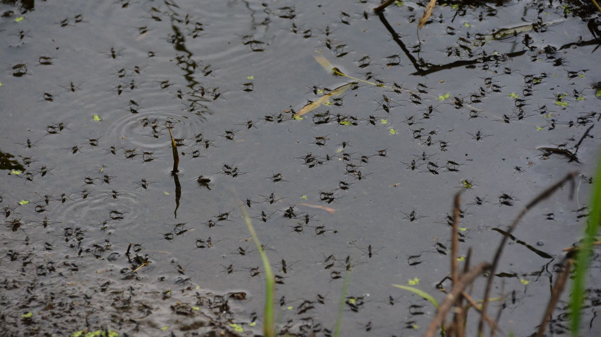 La Floride va lâcher 750 millions de moustiques génétiquement modifiés dans la nature