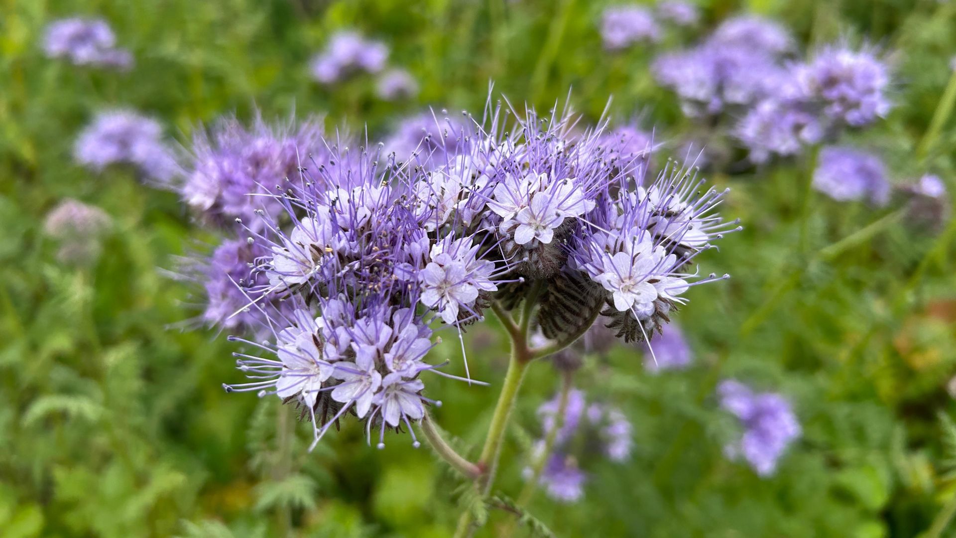 La campagne se pare de mauve : qu’est-ce que la phacélie ?