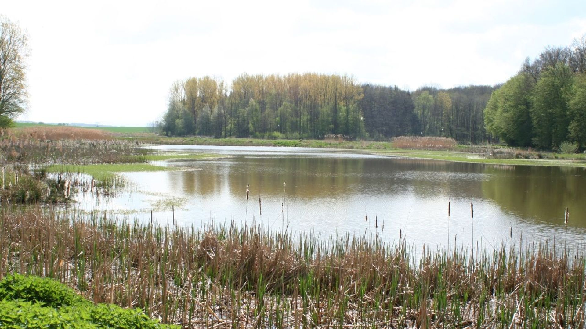 Découvrez la biodiversité de l'étang