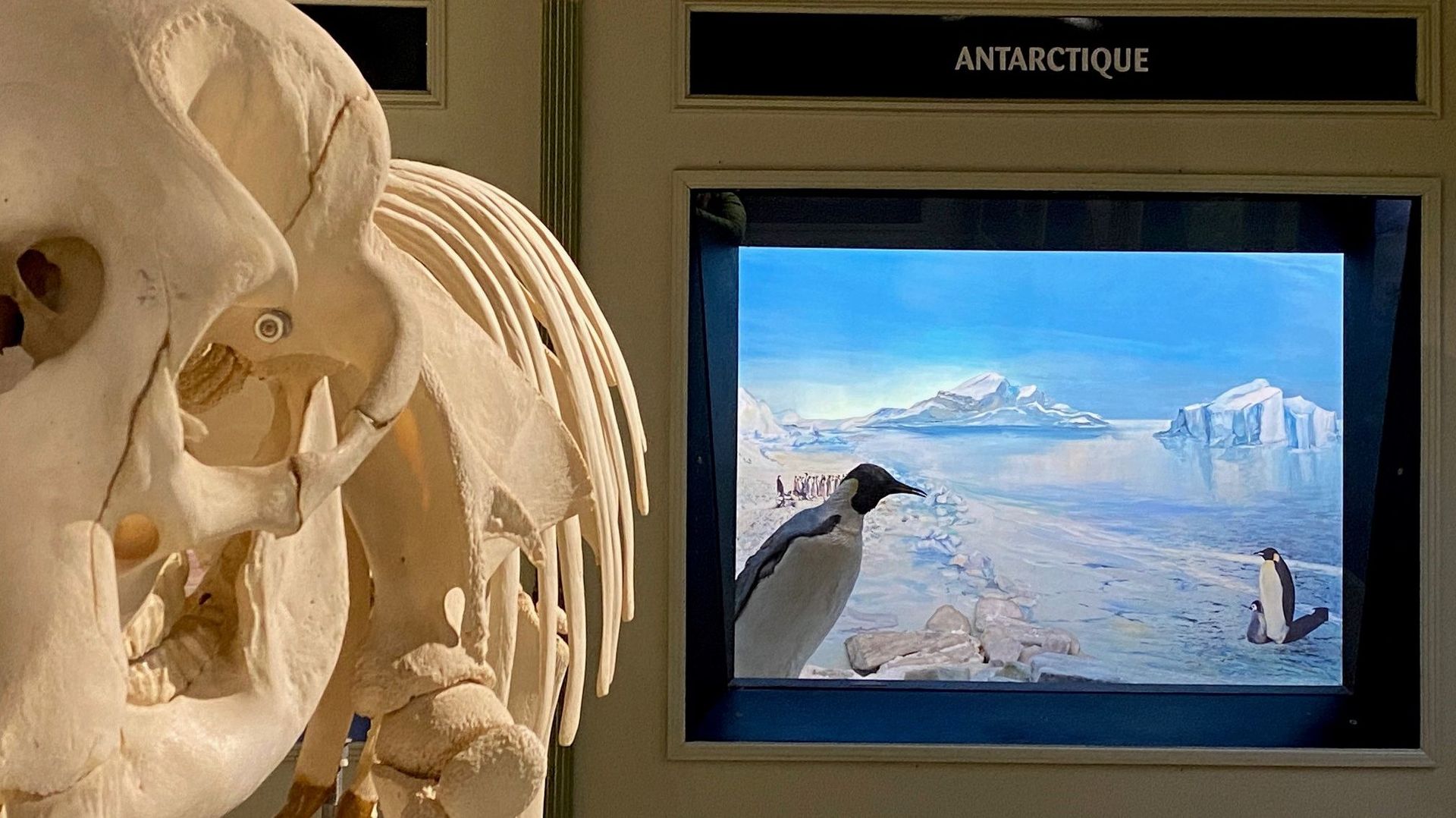 Une vitrine consacrée à l’Antarctique, au Musée d’Histoire naturelle et Vivarium de Tournai.