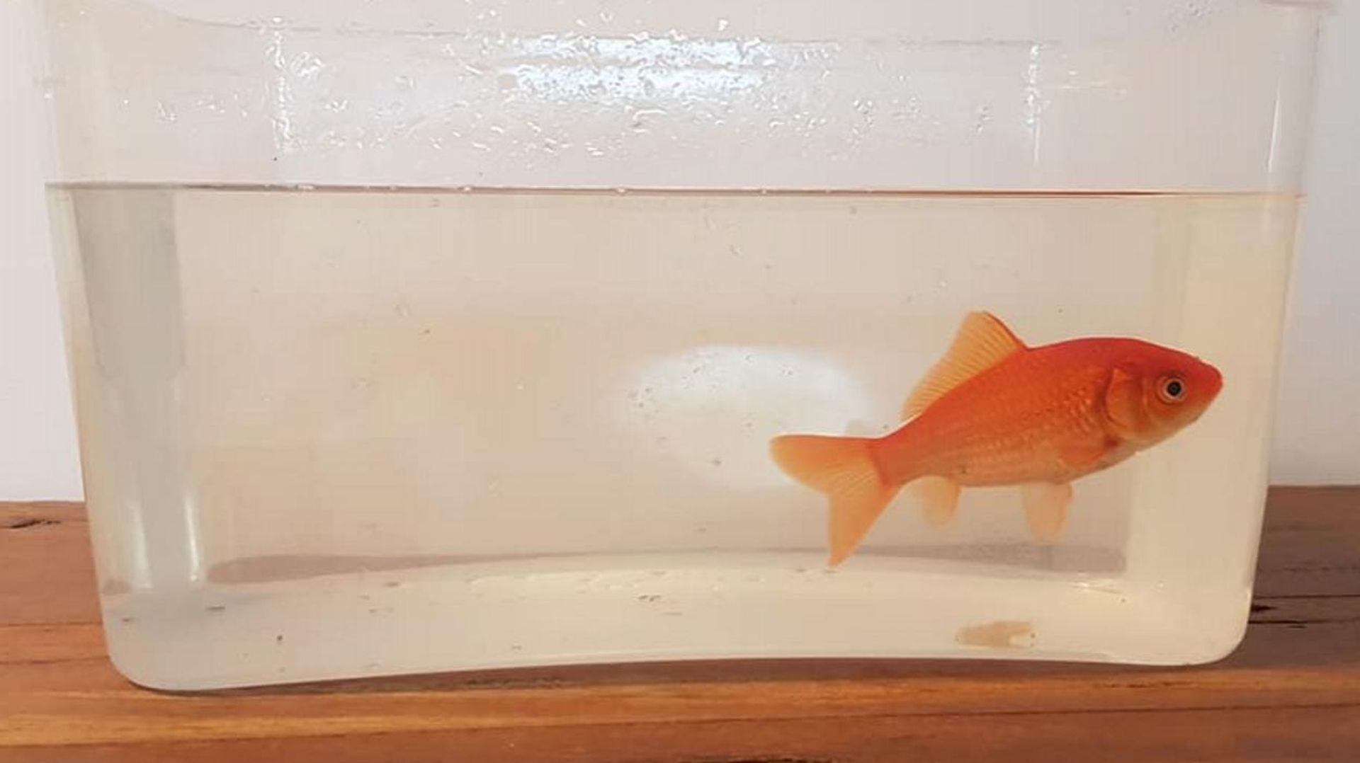 Sauvé par un pompier, ce poisson rouge rescapé des inondations de l'Aude recherche sa famille 