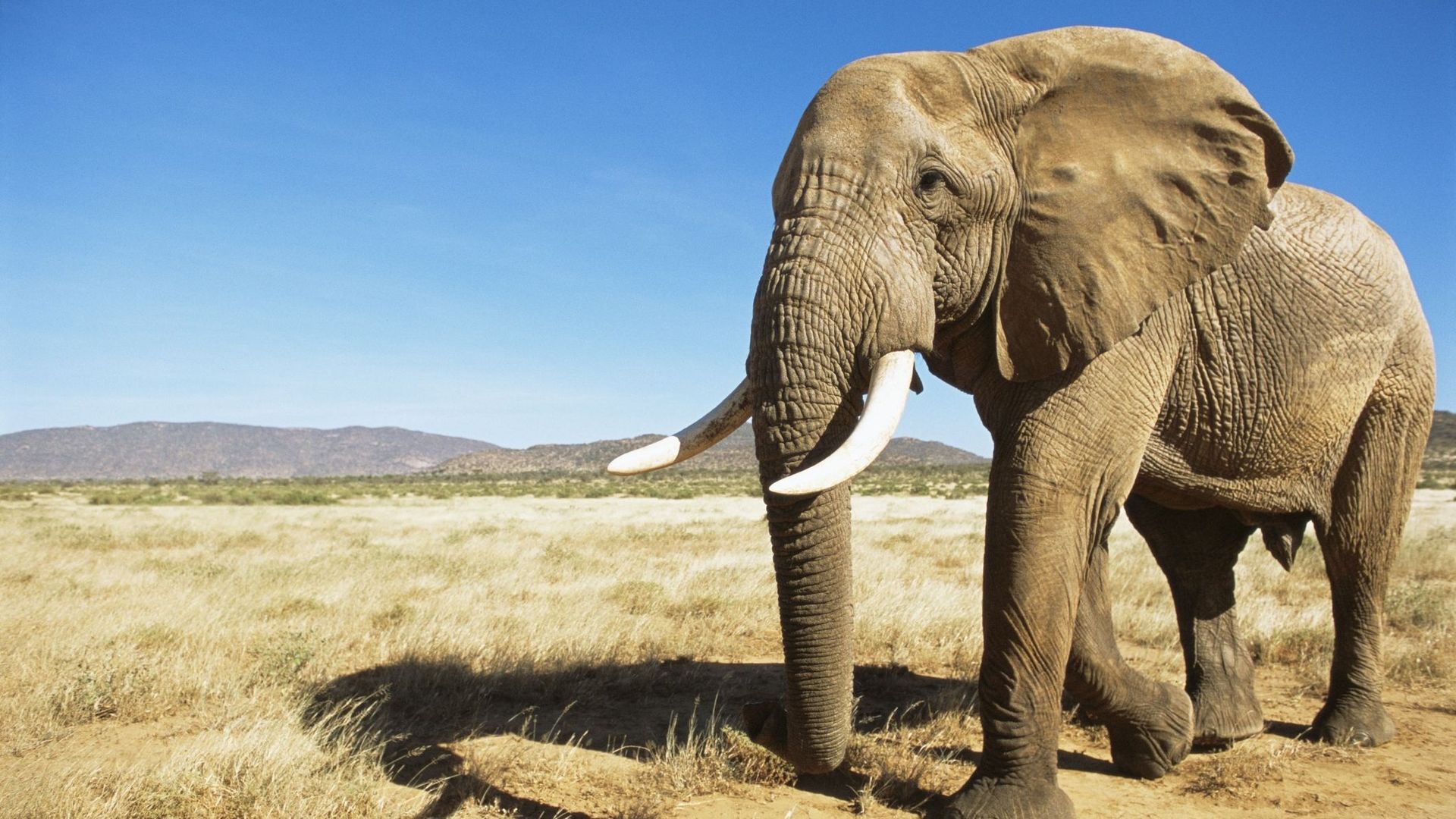Pourquoi la disparition des éléphants menace aussi la planète.