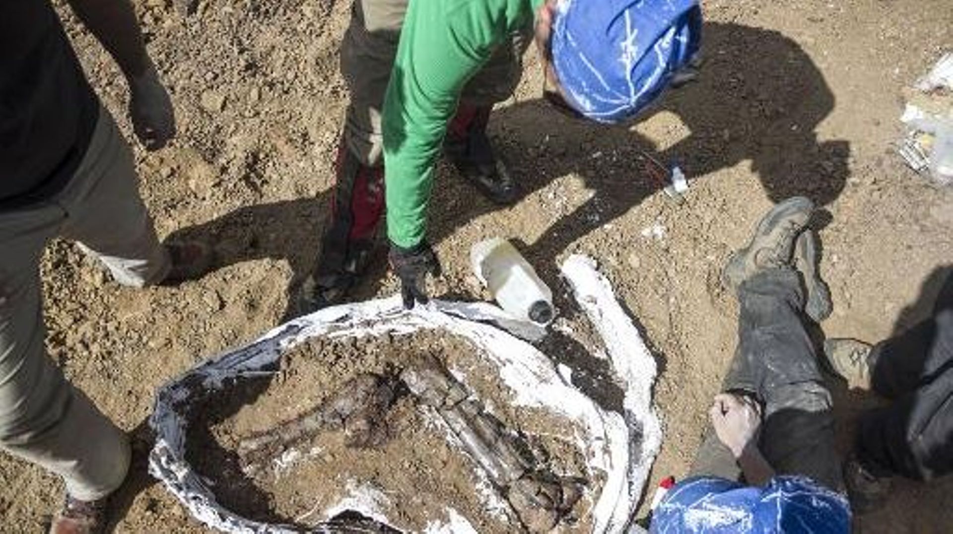 Des paléontologues travaillent sur les os d'un sauropode dans le sud du Chili le 14 février 2014