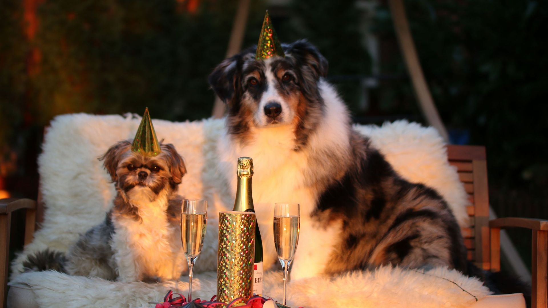 Les feux d'artifice mettent les chats en pétard