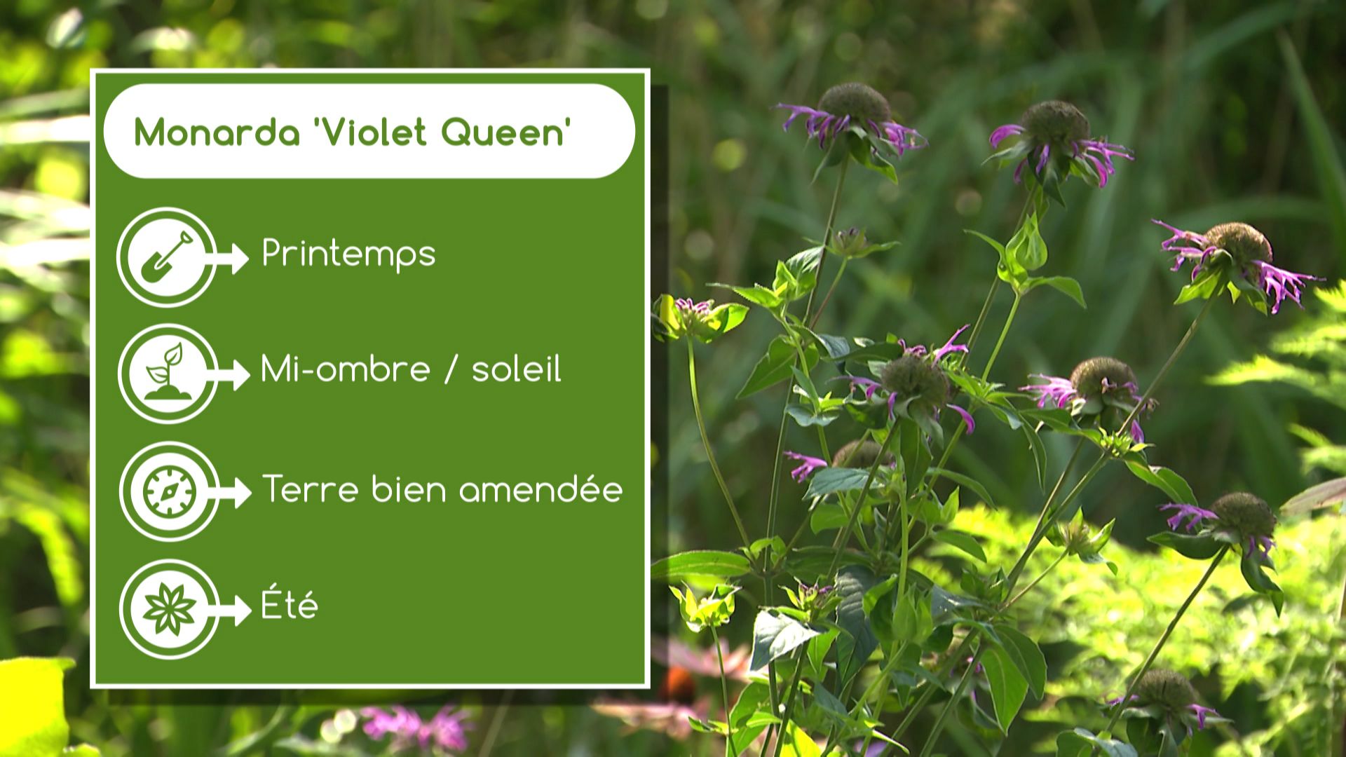 Fiche technique de la Monarda 'Violet Queen'