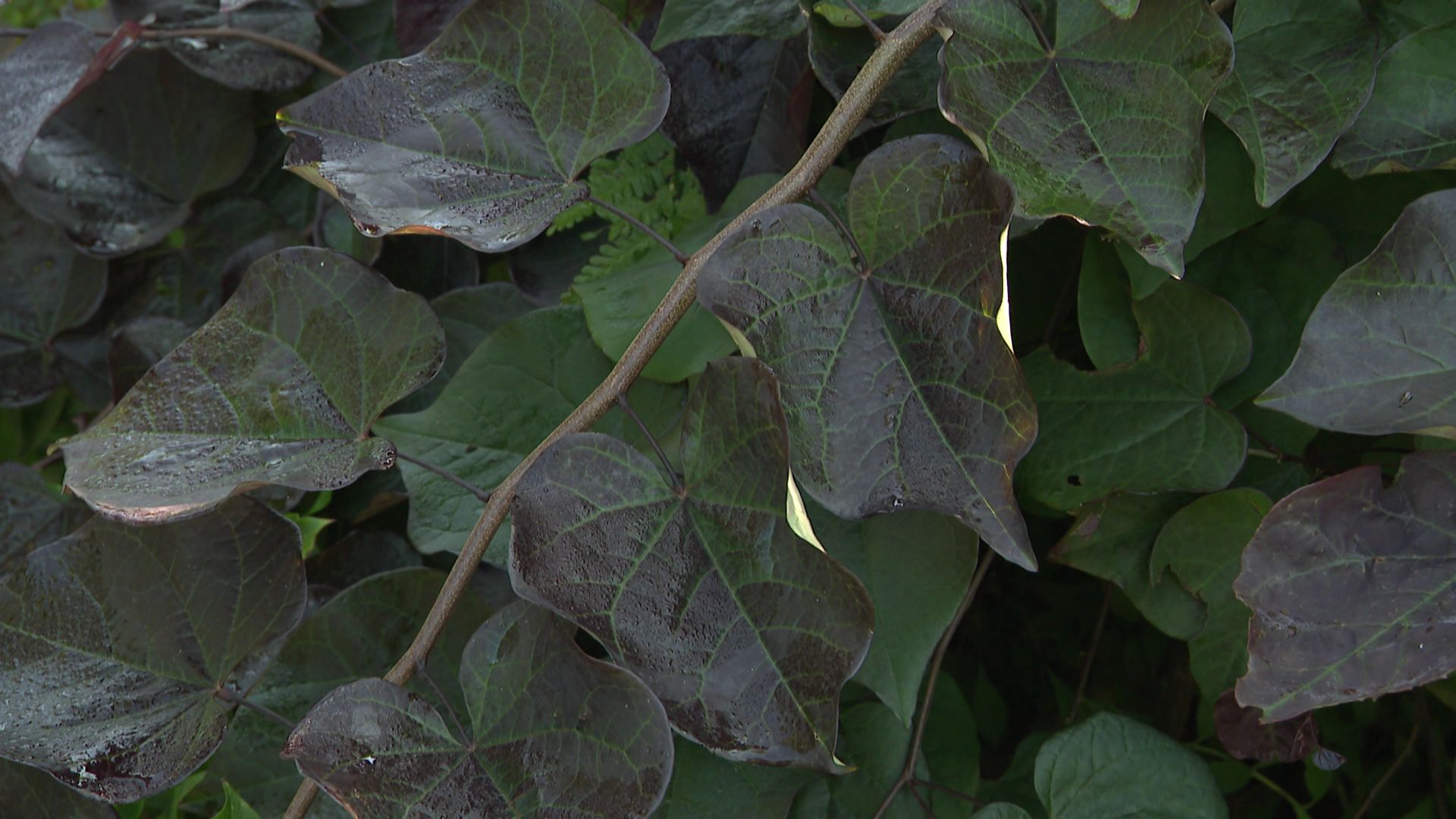 A l’ombre, la feuille devient plus ou moins bêtement verte.