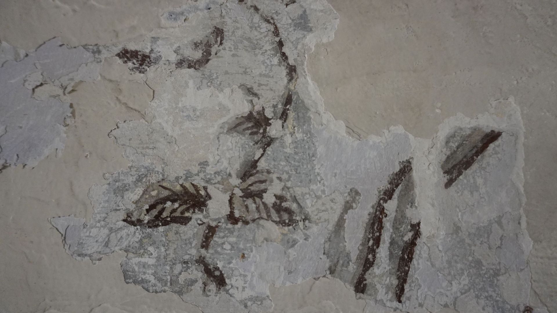 Des fragments de peintures murales, représentant des motifs végétaux