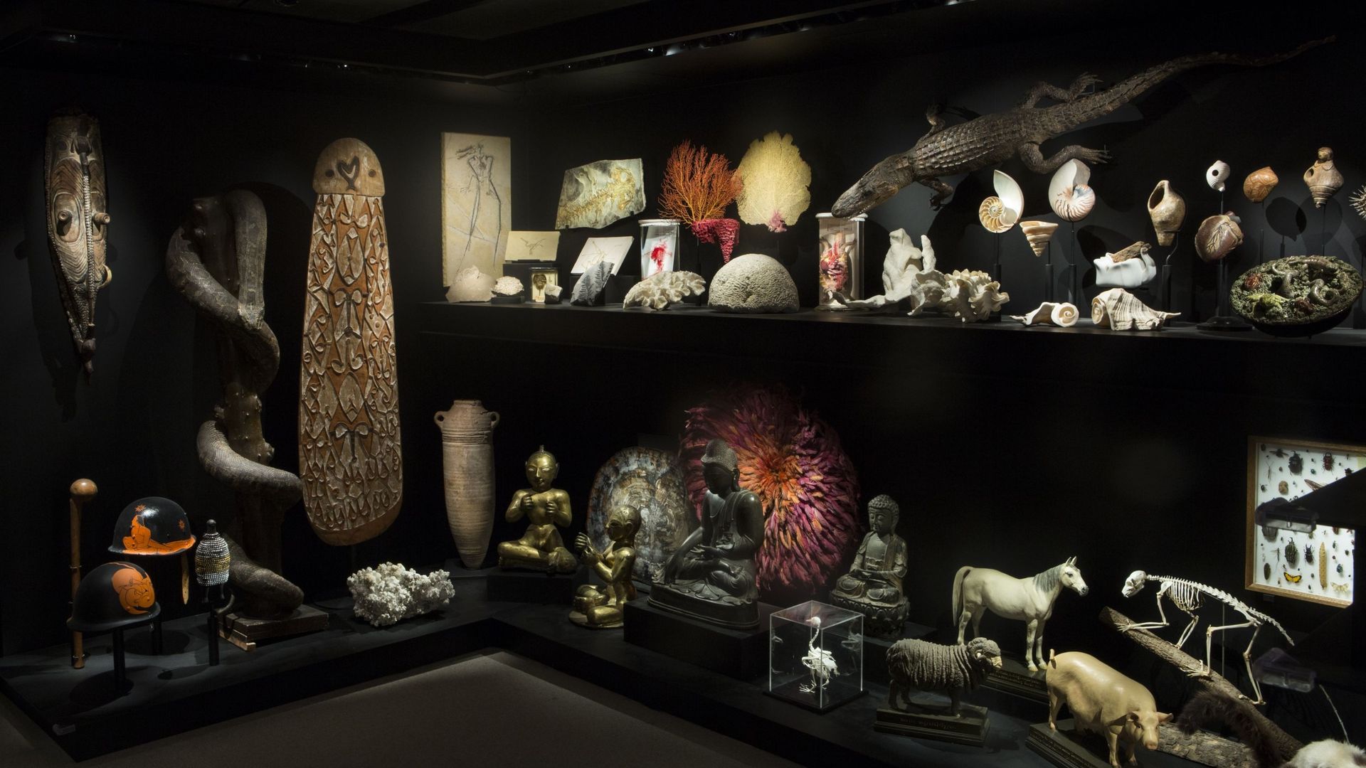Un cabinet de curiosités reconstitué par le Musée L