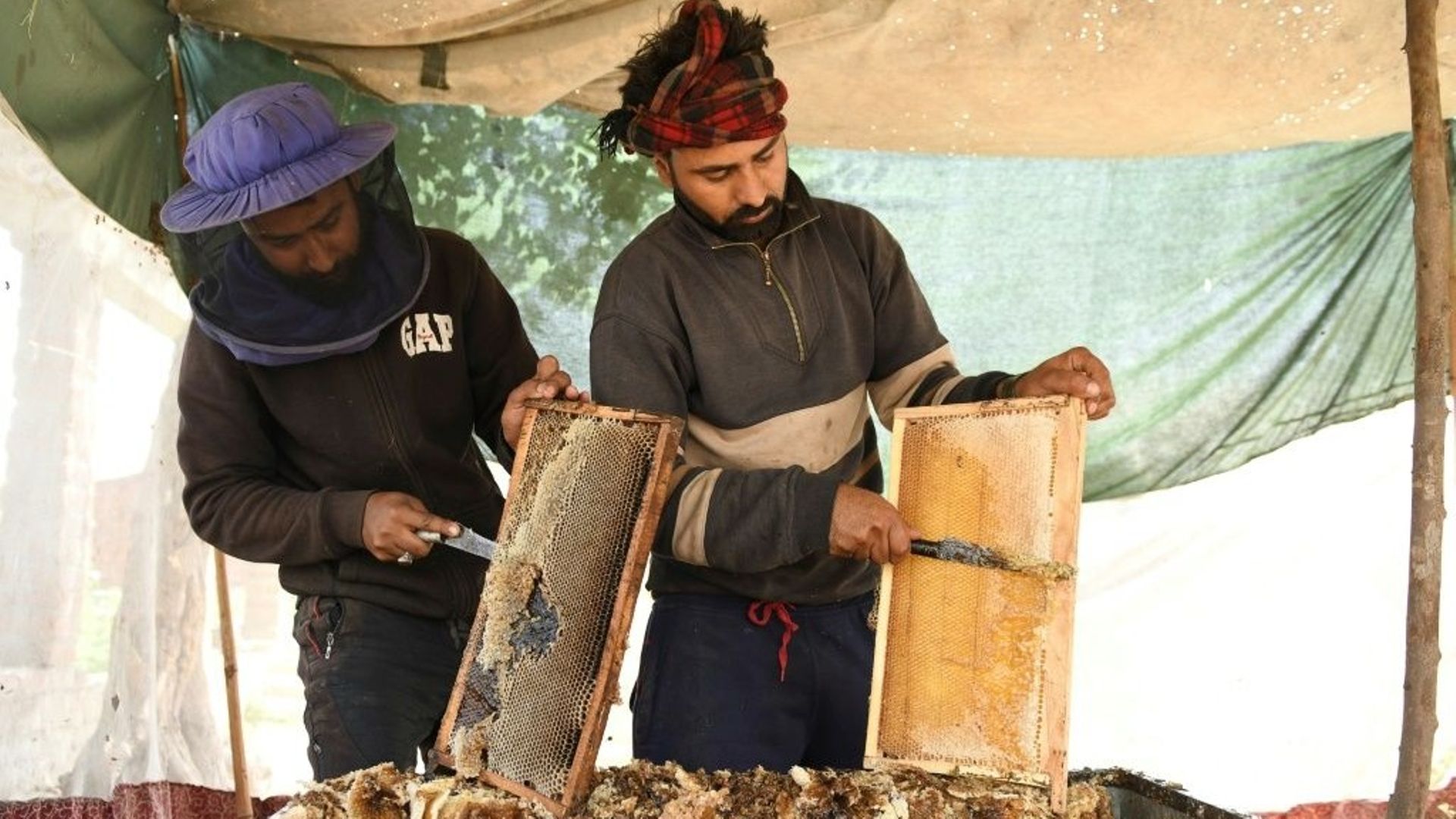 Des apiculteurs dans le village de Sujanpur, en Inde, le 8 avril 2021