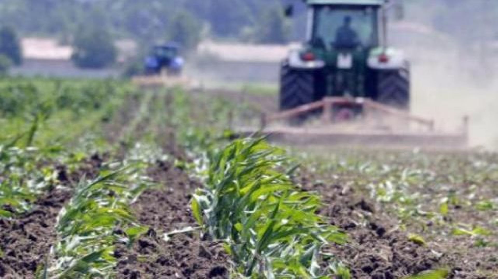 La surface des cultures d'OGM a augmenté de 6 millions d'hectares l'an passé