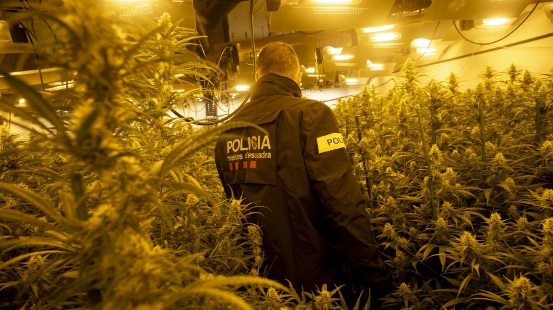 Un policier catalan dans une plantation illégale de marijuana à Martorell, près de Barcelone, le 6 octobre 2020