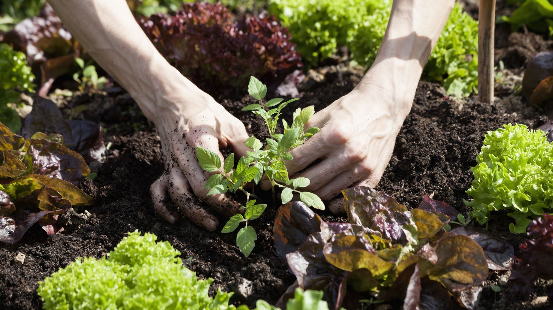 5 étapes pour faire de la permaculture chez soi
