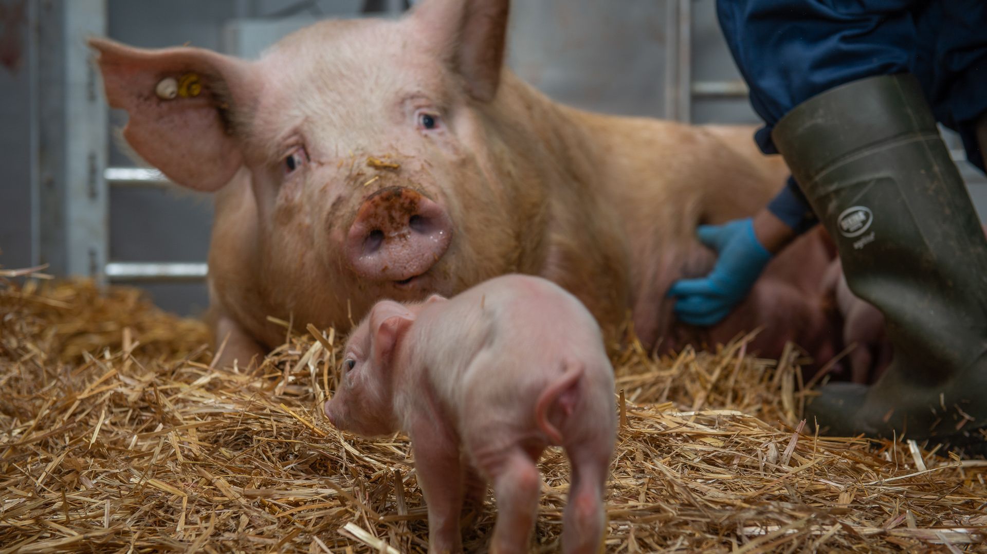Pologne: un éleveur de cochons dévoré par ses bêtes
