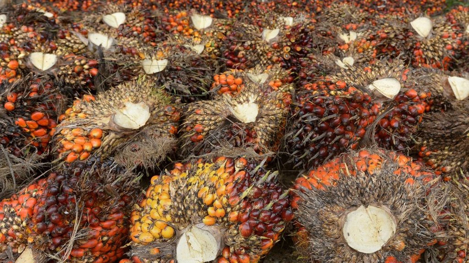 Des fruits de palmiers à huile, le 16 septembre 2015 dans une zone de plantations à Pelalawan, en Indonésie