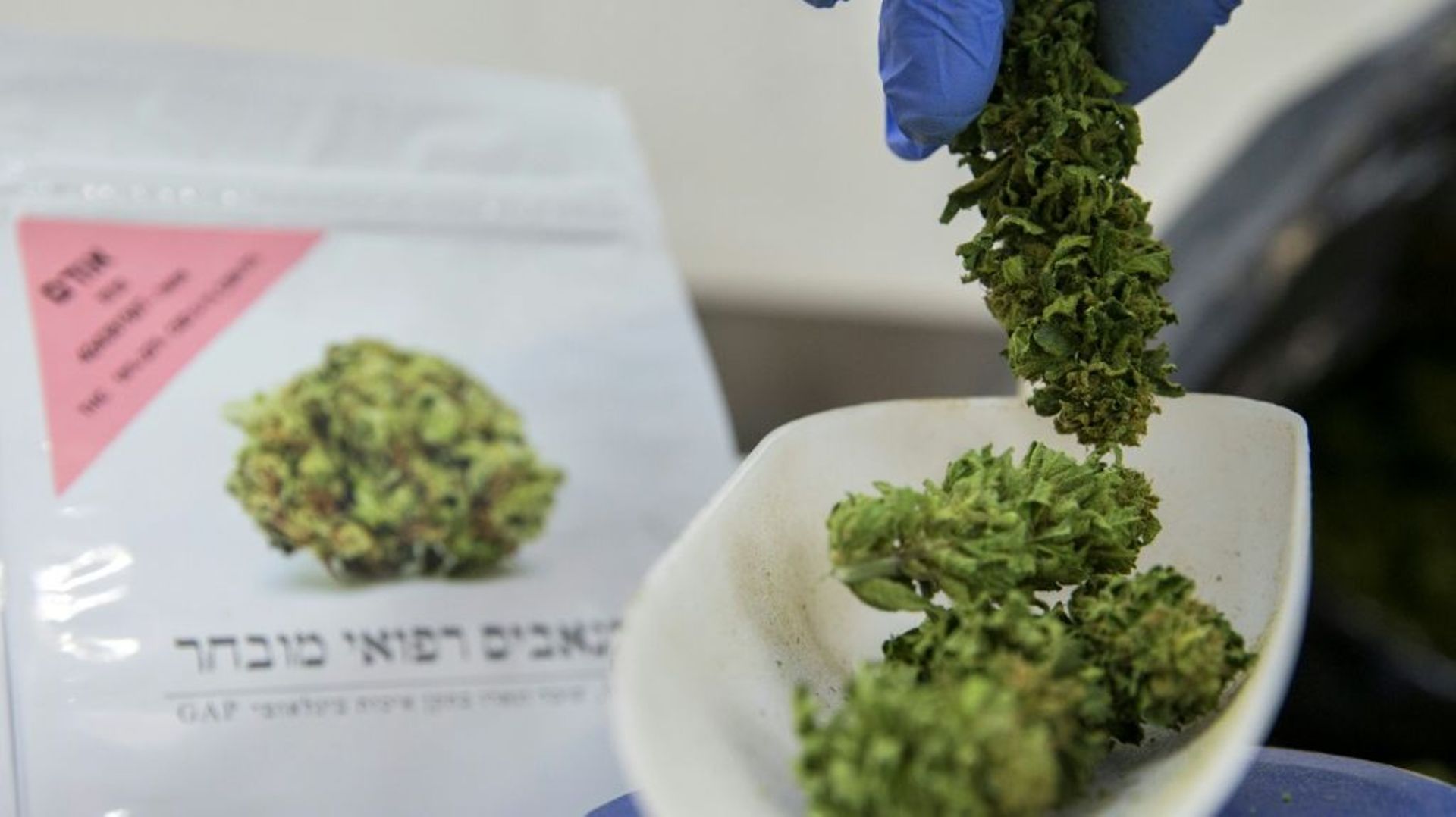 Pesée de cannabis à usage médical dans une plantation dans le nord d'Israël, le 9 mars 2016