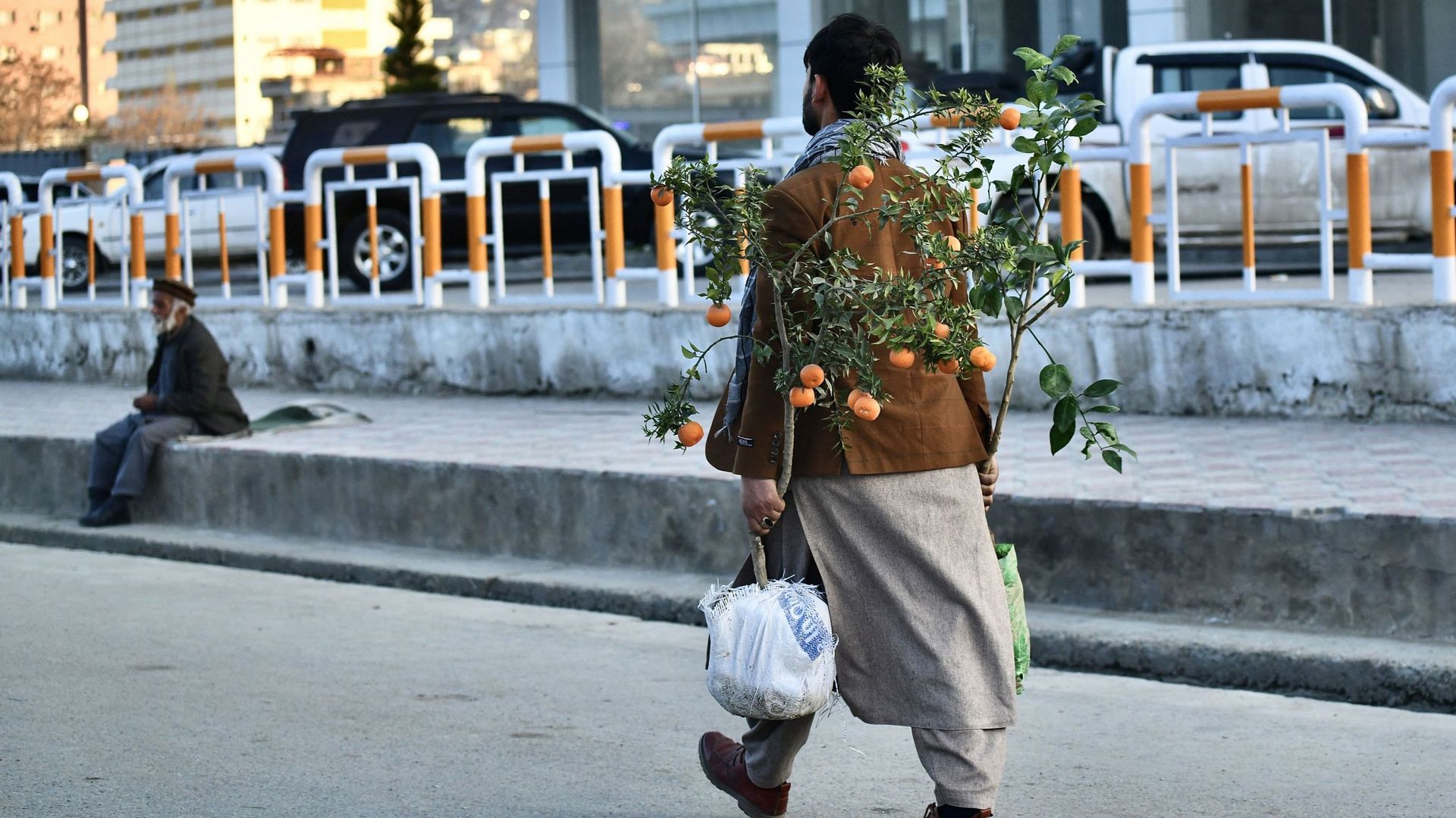 Un homme porte un arbre fruitier dans une rue de Kaboul le 16 mars 2022.