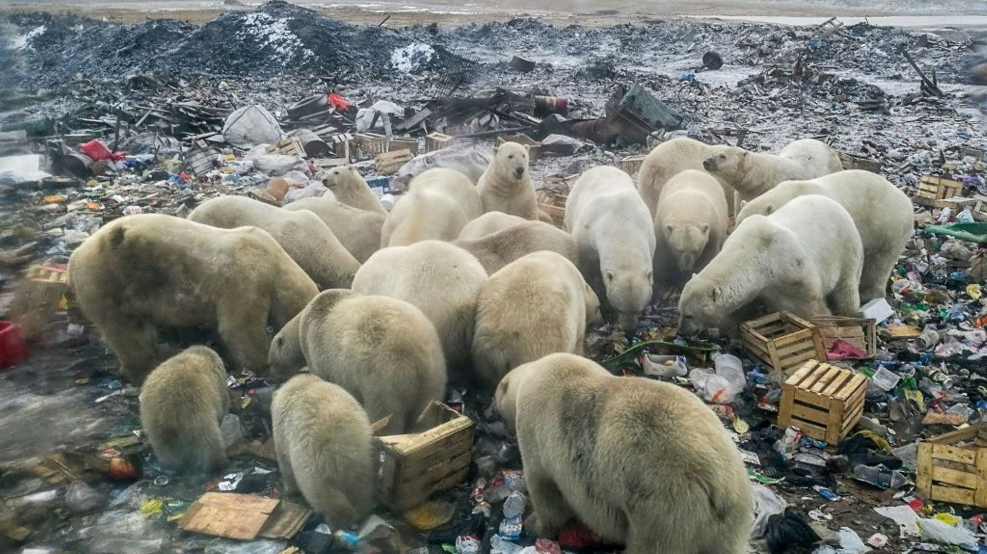 Des ours polaires se nourrissent dans une décharge du village russe de Belouchia Gouba le 31 octobre 2018