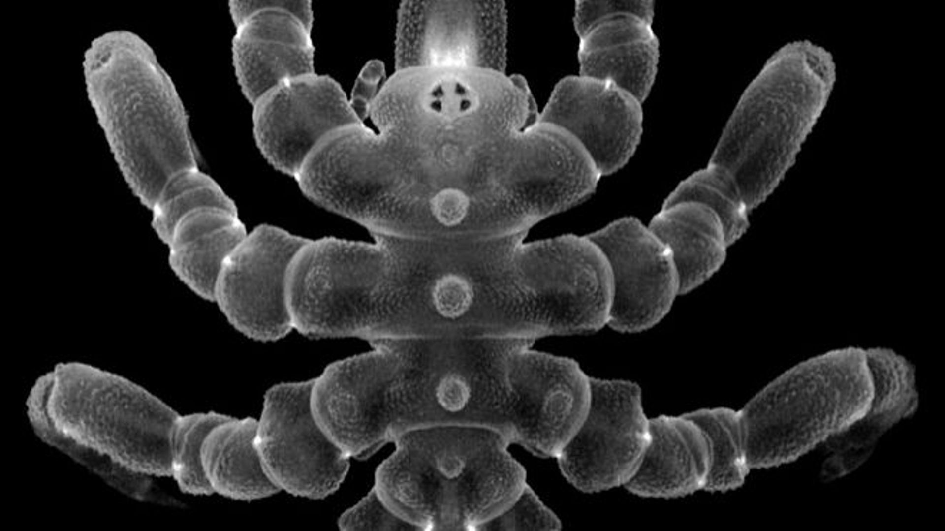 Les pycnogonides, une espèce marine apparentée aux araignées, peuvent faire repousser des parties du corps après amputation, et pas seulement de simples membres, selon une étude