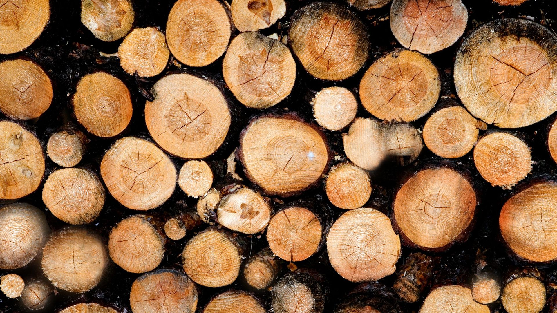 Les scieries belges s'inquiètent de la pénurie de bois