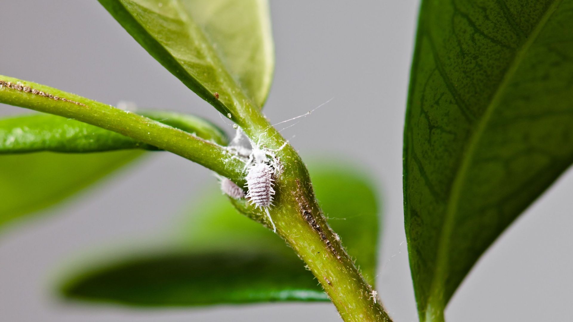 Si des cochenilles sont repérées sur une plante verte, l’idéal est d’immédiatement l’isoler des autres végétaux afin d’éviter une propagation. Après traitement et disparition des cochenilles, la plante pourra rejoindre ses compagnes.
