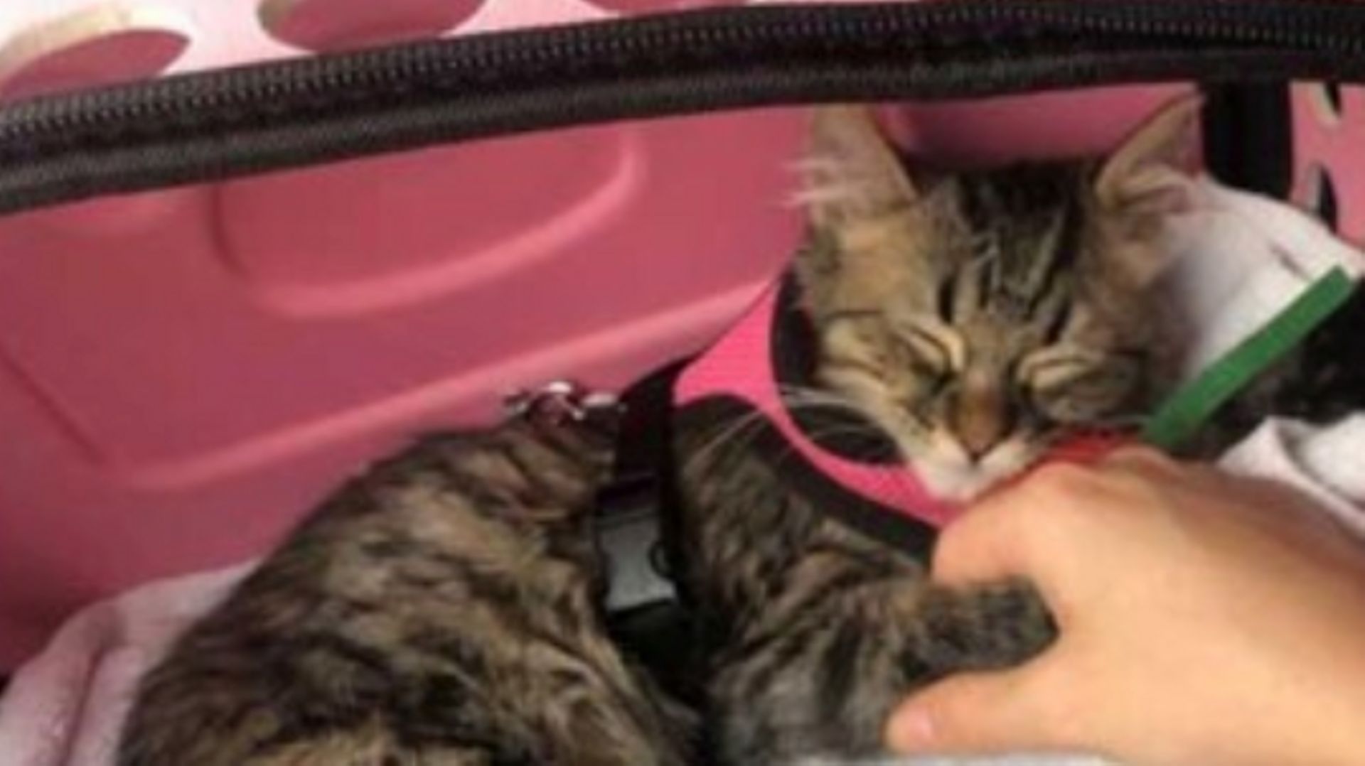 Fautil euthanasier ce chat ? Comment la Flandre s