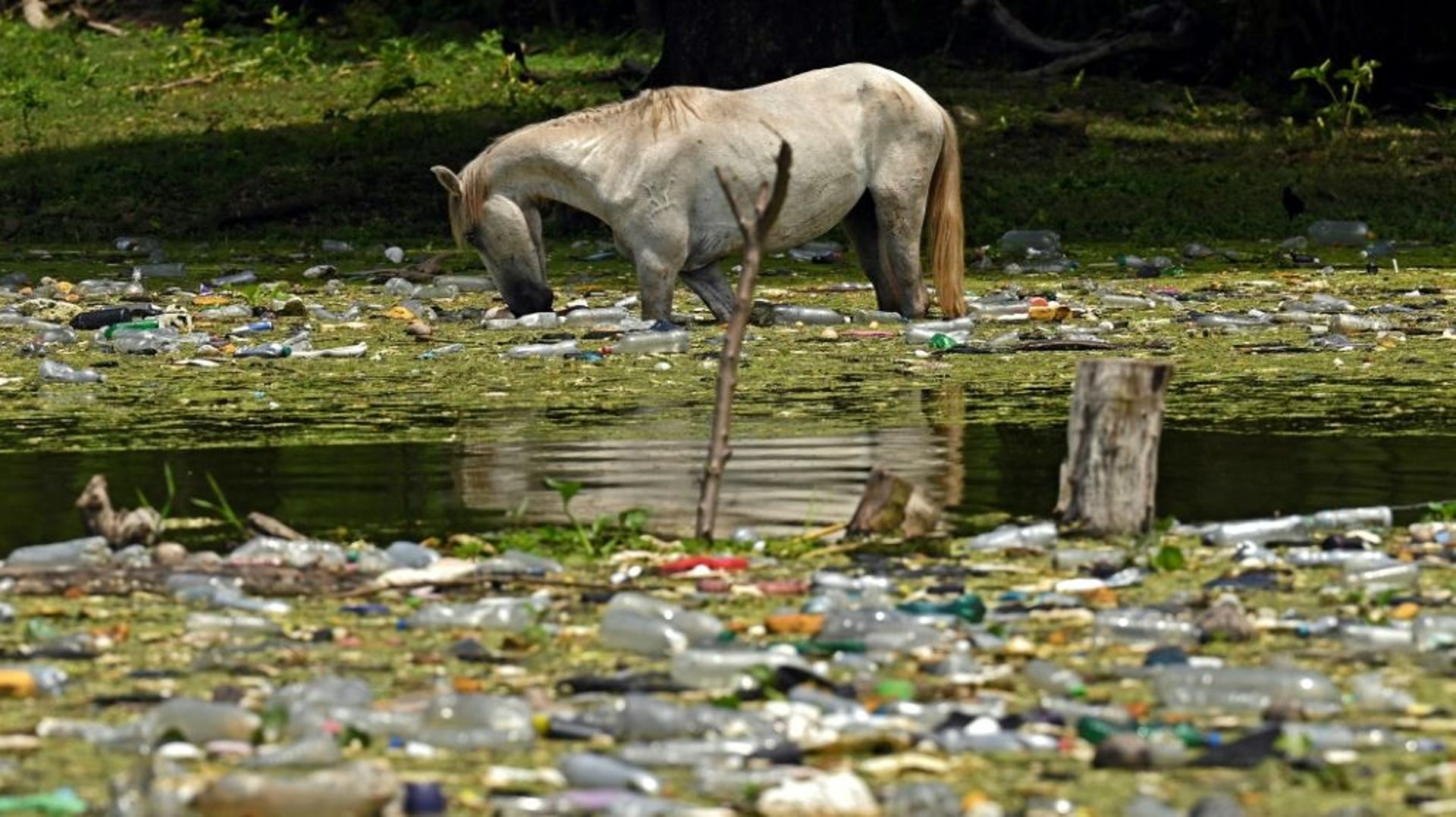 Un cheval s’abreuve au milieu de déchets plastiques flottant à la surface du réservoir de Cerron Grande à Potonico, le 9 septembre 2022 au Salvador