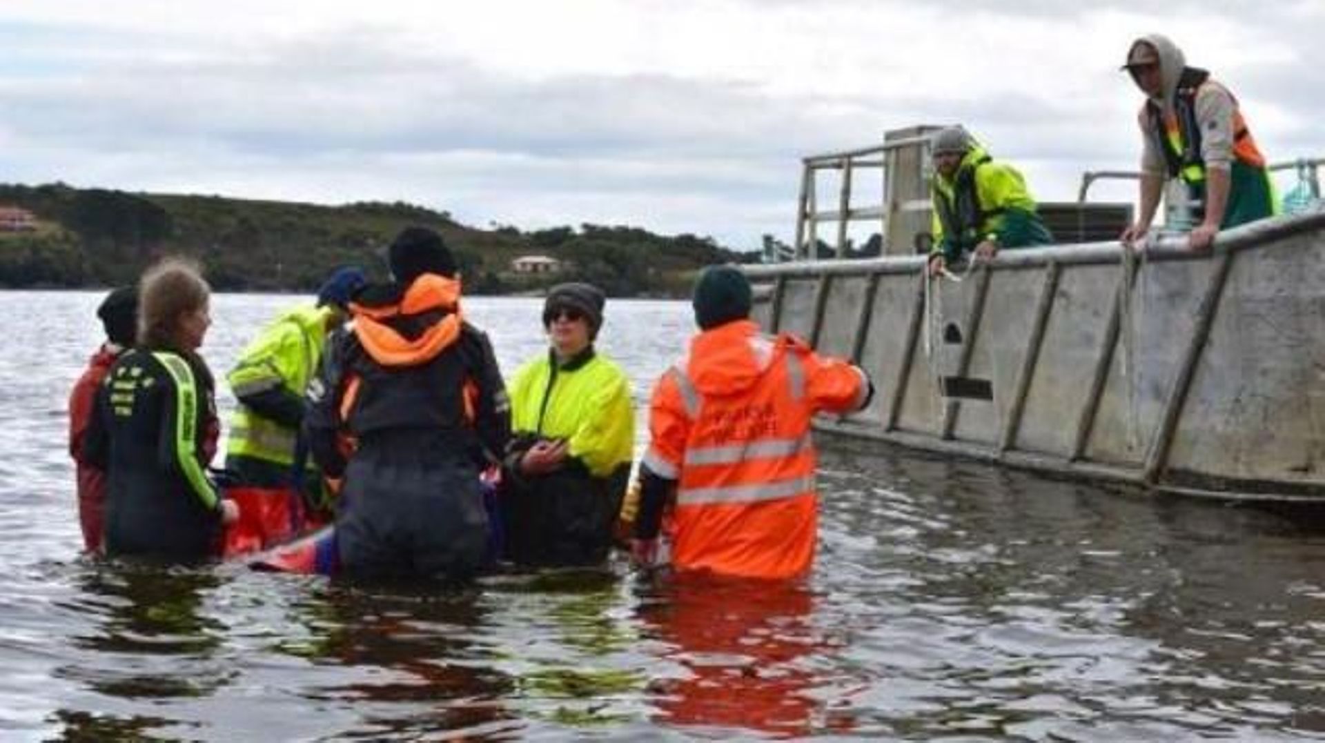 Plus de 100 "dauphins-pilotes" sauvés après un échouage massif en Tasmanie