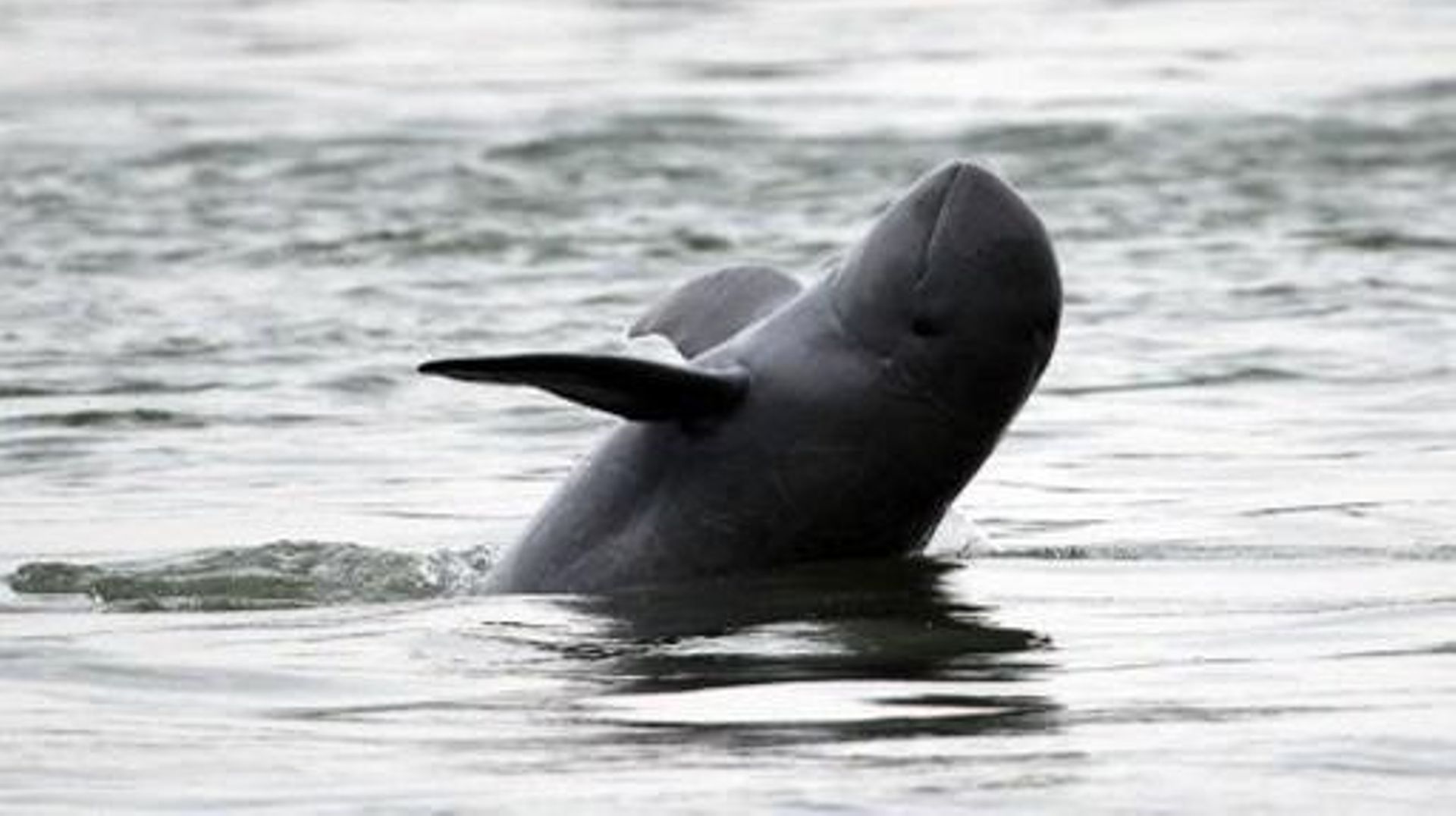 Cette photo prise le 24 mars 2012 et publiée par le World Wildlife Fund – Cambodge (WWF-Cambodge) le 20 février 2014 montre un dauphin nageant dans le Mékong, dans la province de Kratie, à quelque 300 kilomètres au nord-est de Phnom Penh. Un groupe de dau