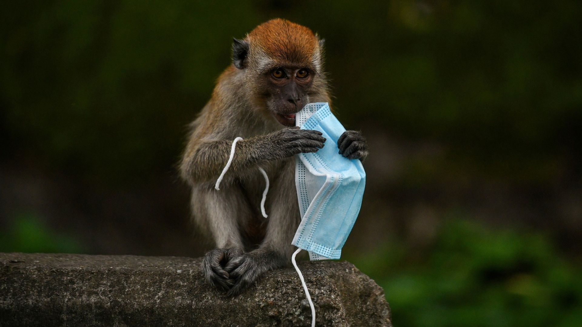 Des macaques ont été observés en train de mâcher les élastiques de masques usagés dans les collines environnant la capitale malaisienne Kuala Lumpur, au risque de s'étouffer.