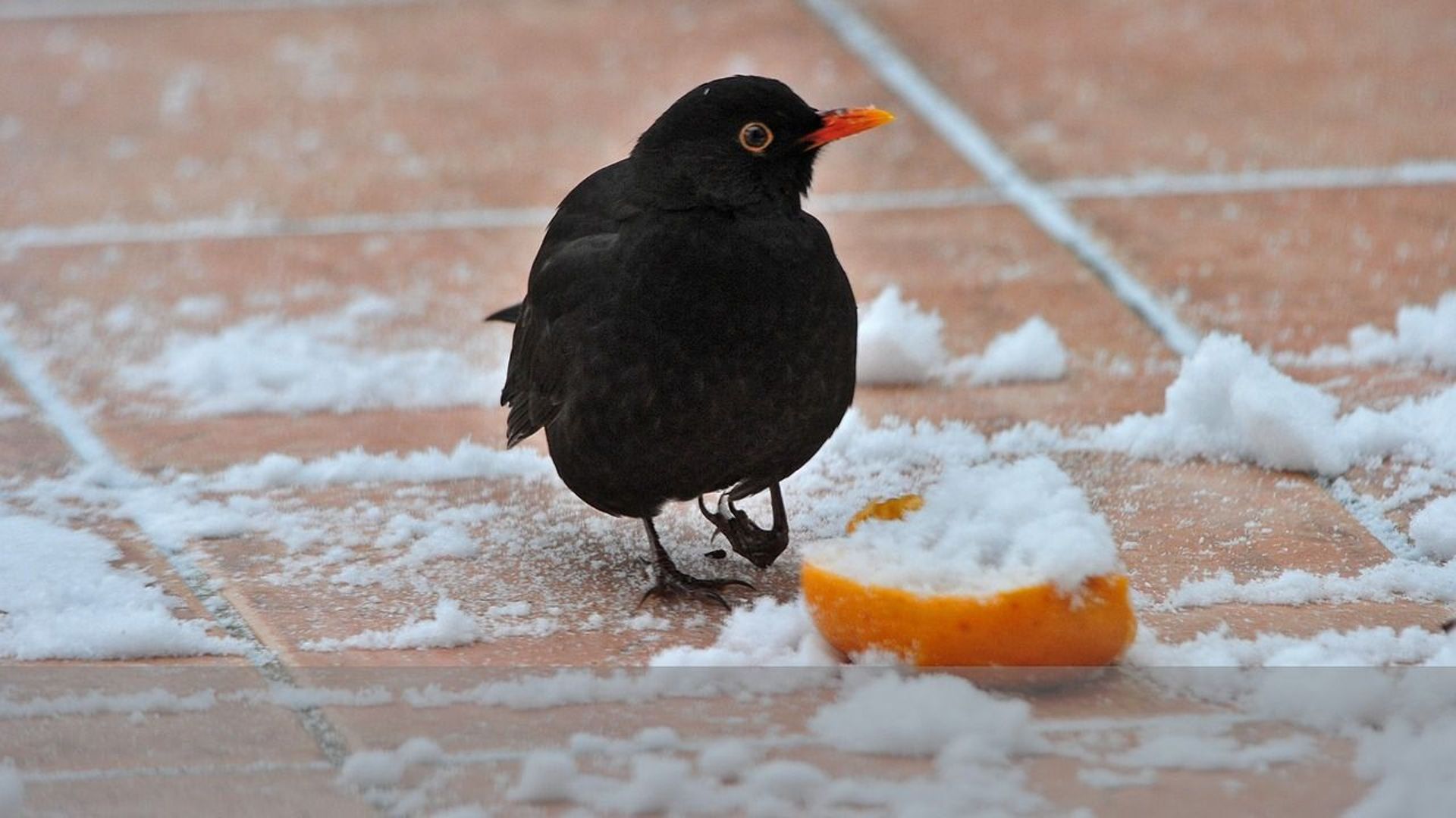Animaux. Nourrir les oiseaux en hiver : ces erreurs qui peuvent leur être  fatales