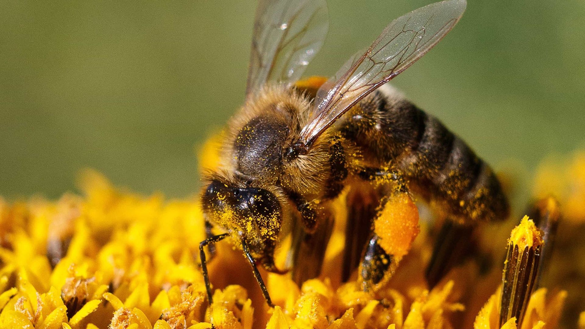 Des abeilles pour préserver l’environnement et développer l’économie locale en Afrique du Sud