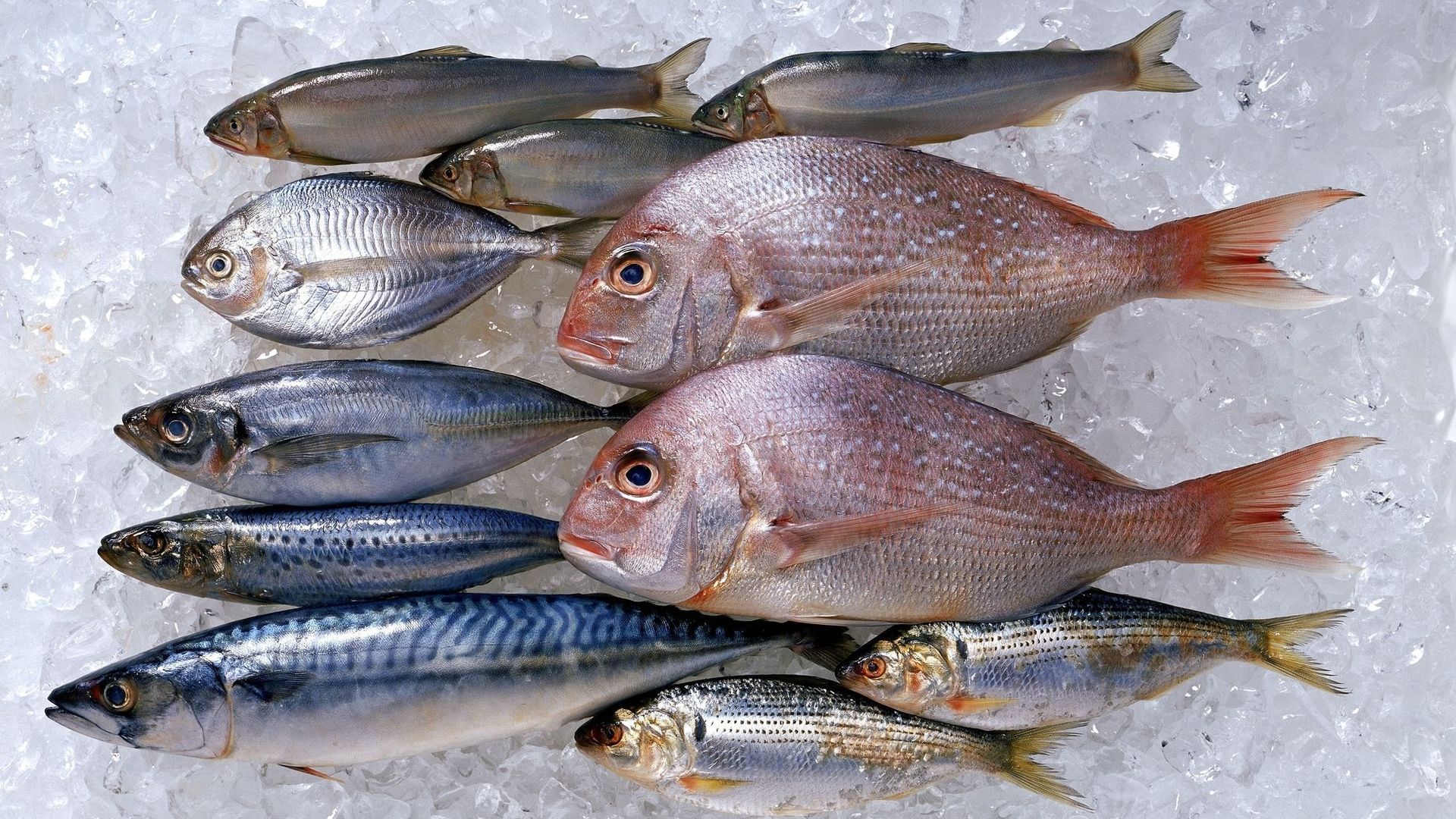 Et si les produits de la mer étaient le futur de notre alimentation ?