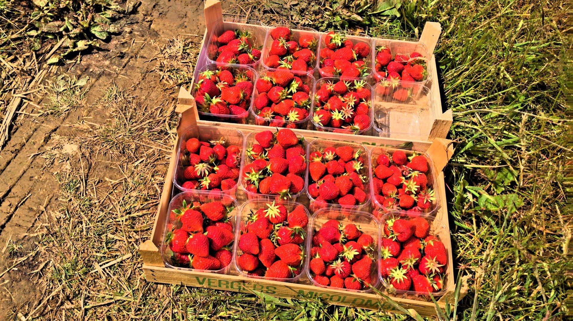 Une tonne de fraises sont récoltées chaque matin.
