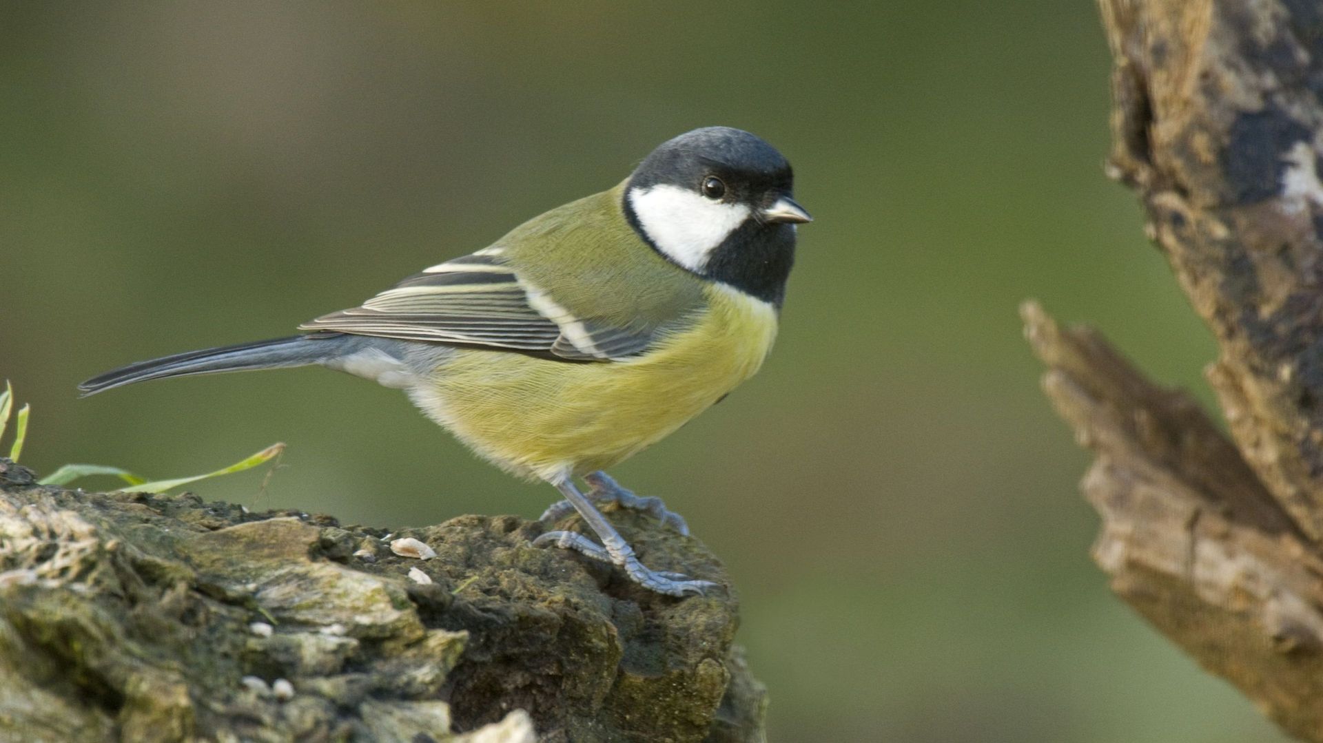 Une mésange charbonnière