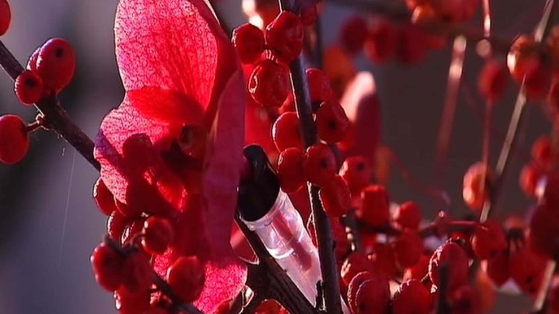 Rameaux aux baies rouges portent des éprouvettes pour des corolles d’orchidées