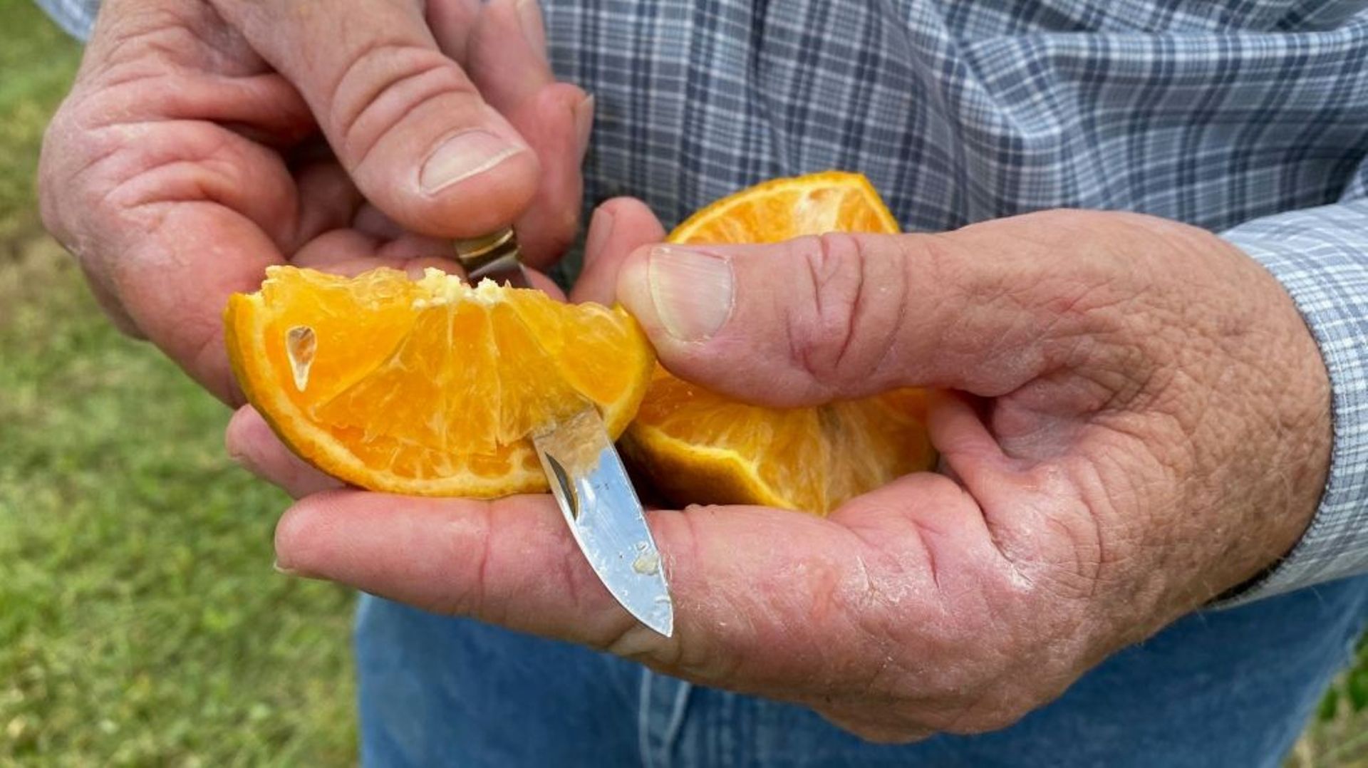 Le prix du jus d'orange s'est envolé, poussé par les craintes que le passage de l'ouragan Ian ne réduise la récolte en Floride, l'une des deux grandes régions de production aux Etats-Unis