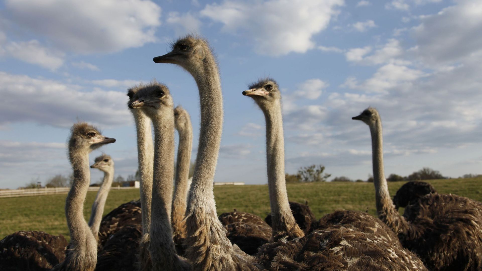 Ostrich flock